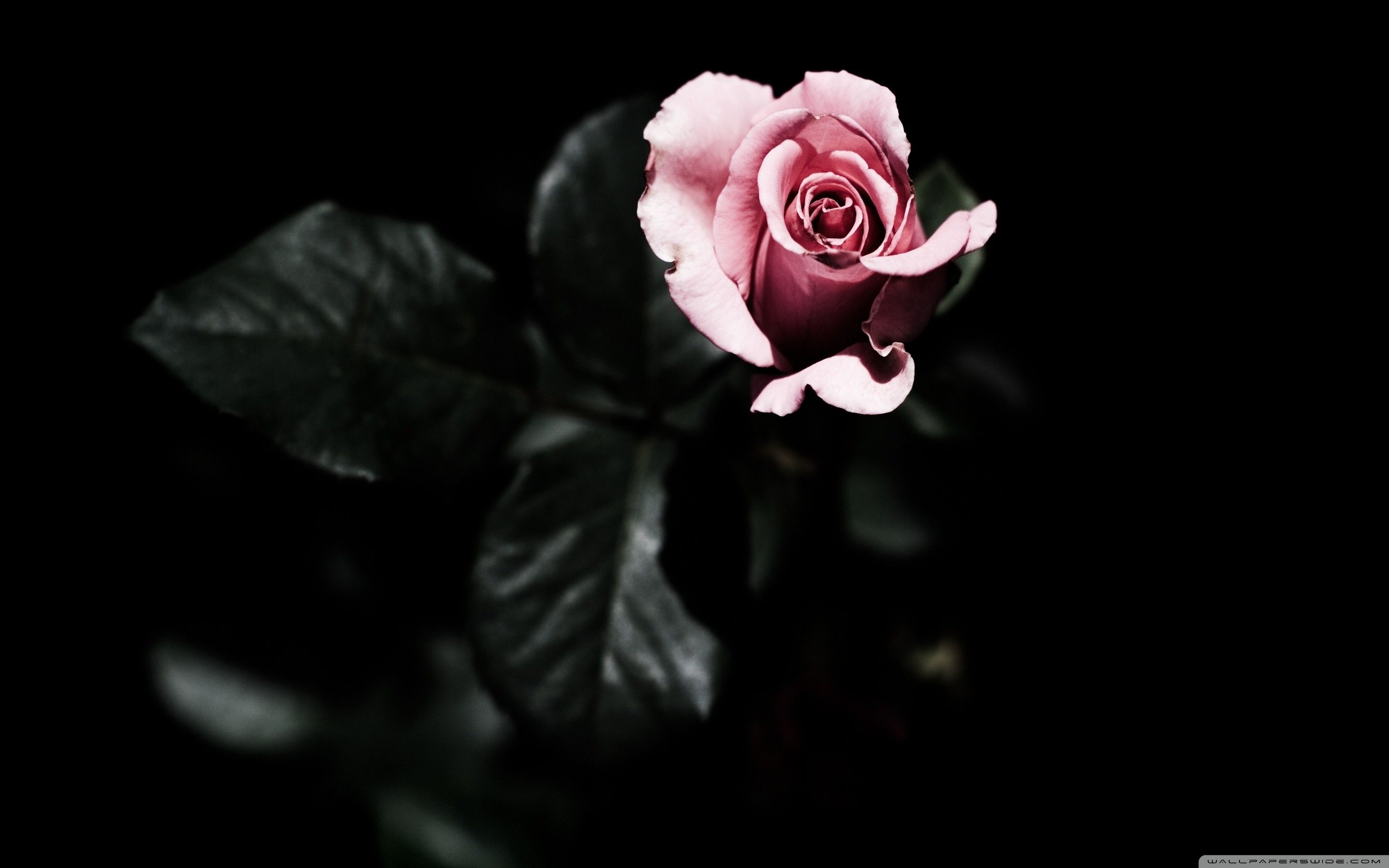 Rosa bianca insanguinata, 1280x800 720p, Laptop