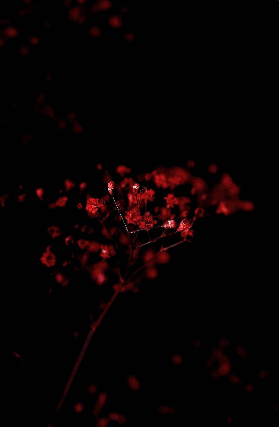 Fiori rossi su sfondo nero, 1182x1806 Verticale, Mobile
