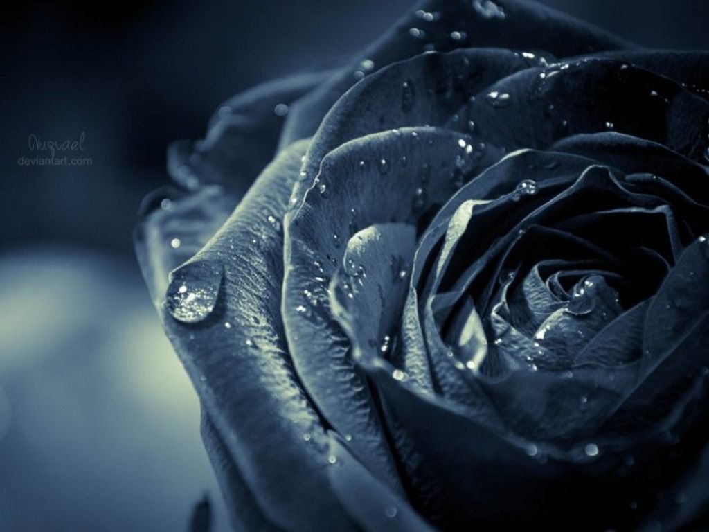 Rose rosse scure cespuglio, 736x1308 Full HD Verticale, iPhone
