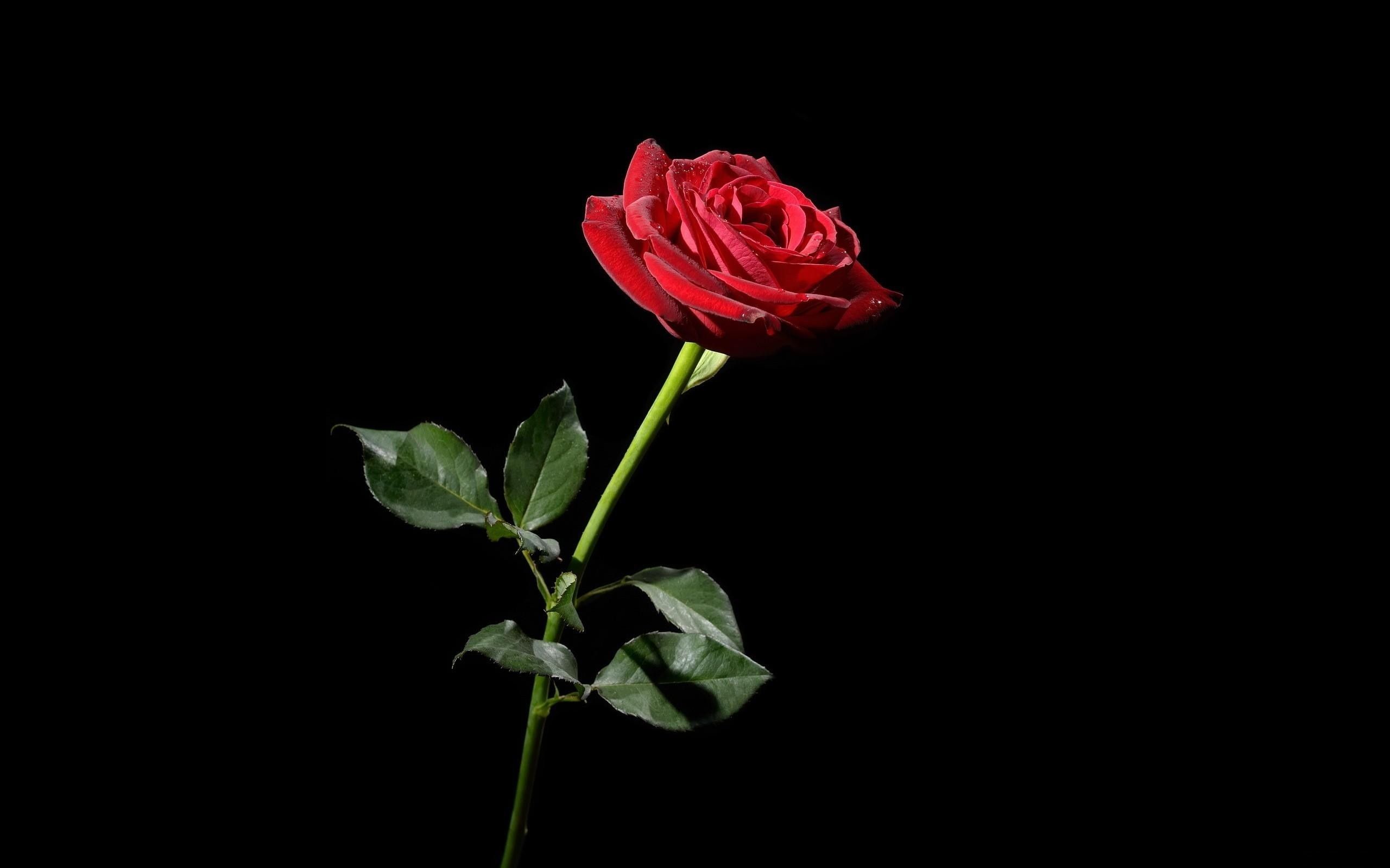 Rosa rossa su sfondo nero, 2560x1600 2K, MacBook Pro