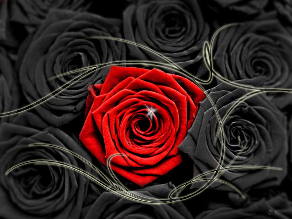 Rosa rossa tra rose nere, 1024x768 HD, Desktop