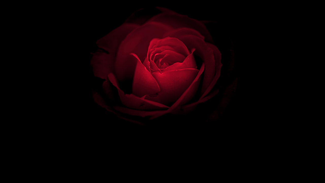 Rosa rossa su sfondo nero, 1280x720 720p, Laptop