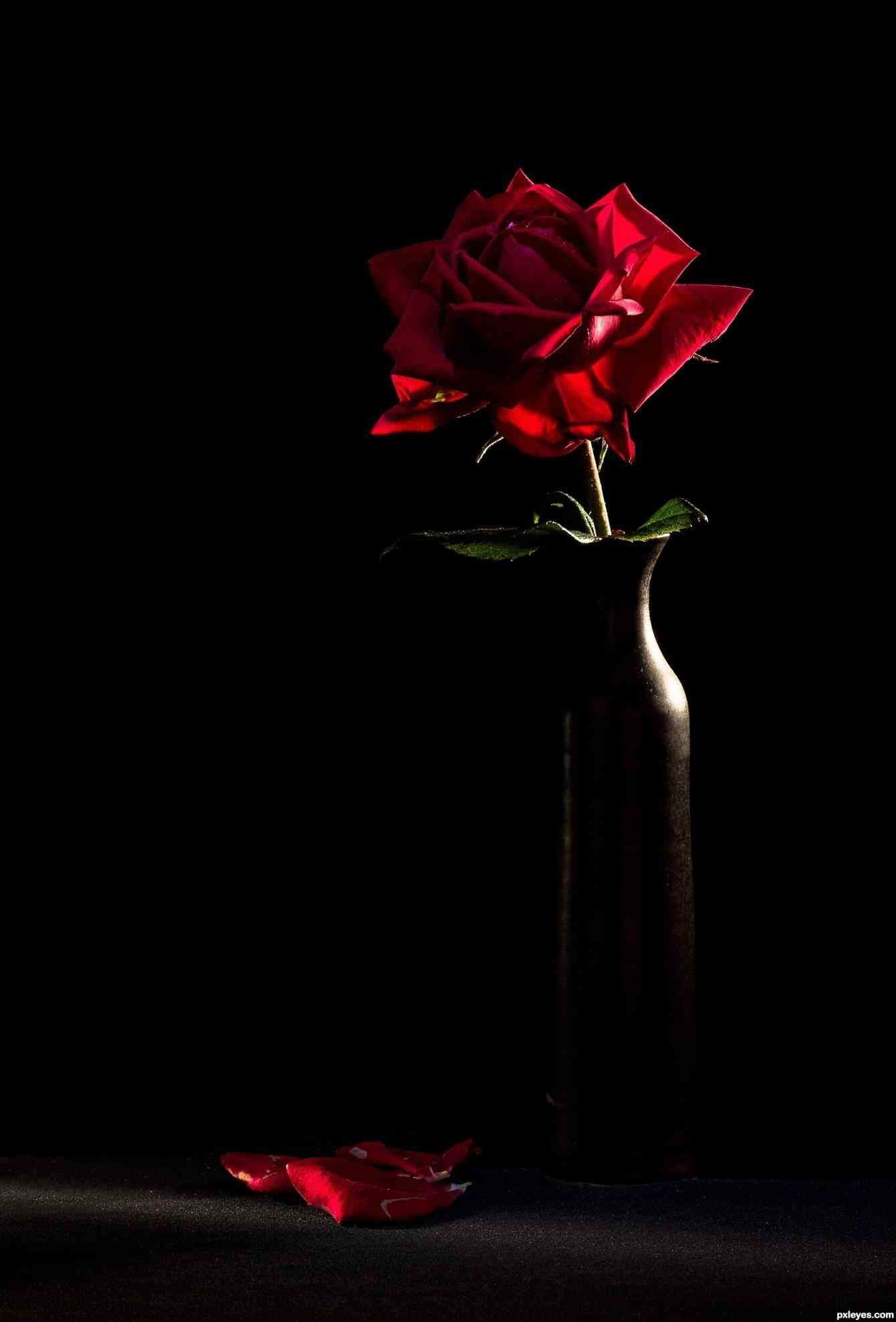 Rosa rossa in vaso scuro, 1340x1975 Verticale, Mobile
