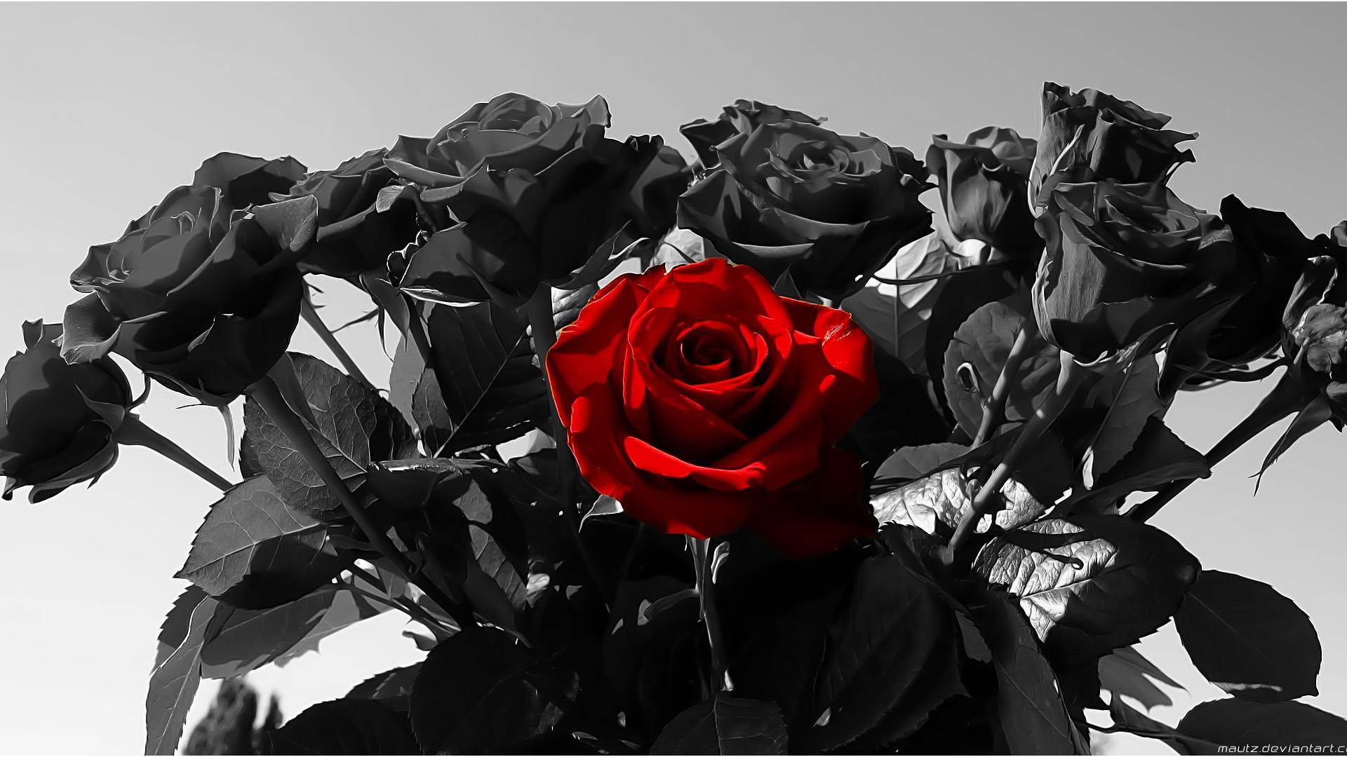 Rosa rossa tra rose nere, 1920x1080 Full HD 1080p, PC Desktop