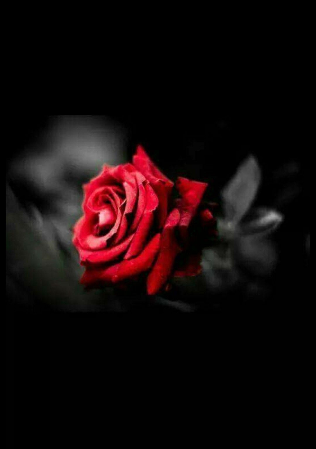 Rosa rossa su sfondo nero, 1080x1532 Verticale, Telefono