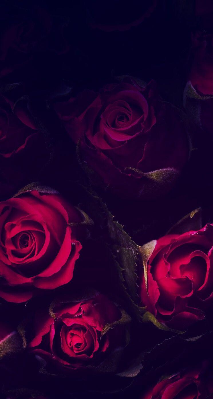 Rose rosse su sfondo nero, 744x1392 Full HD Verticale, Smartphone