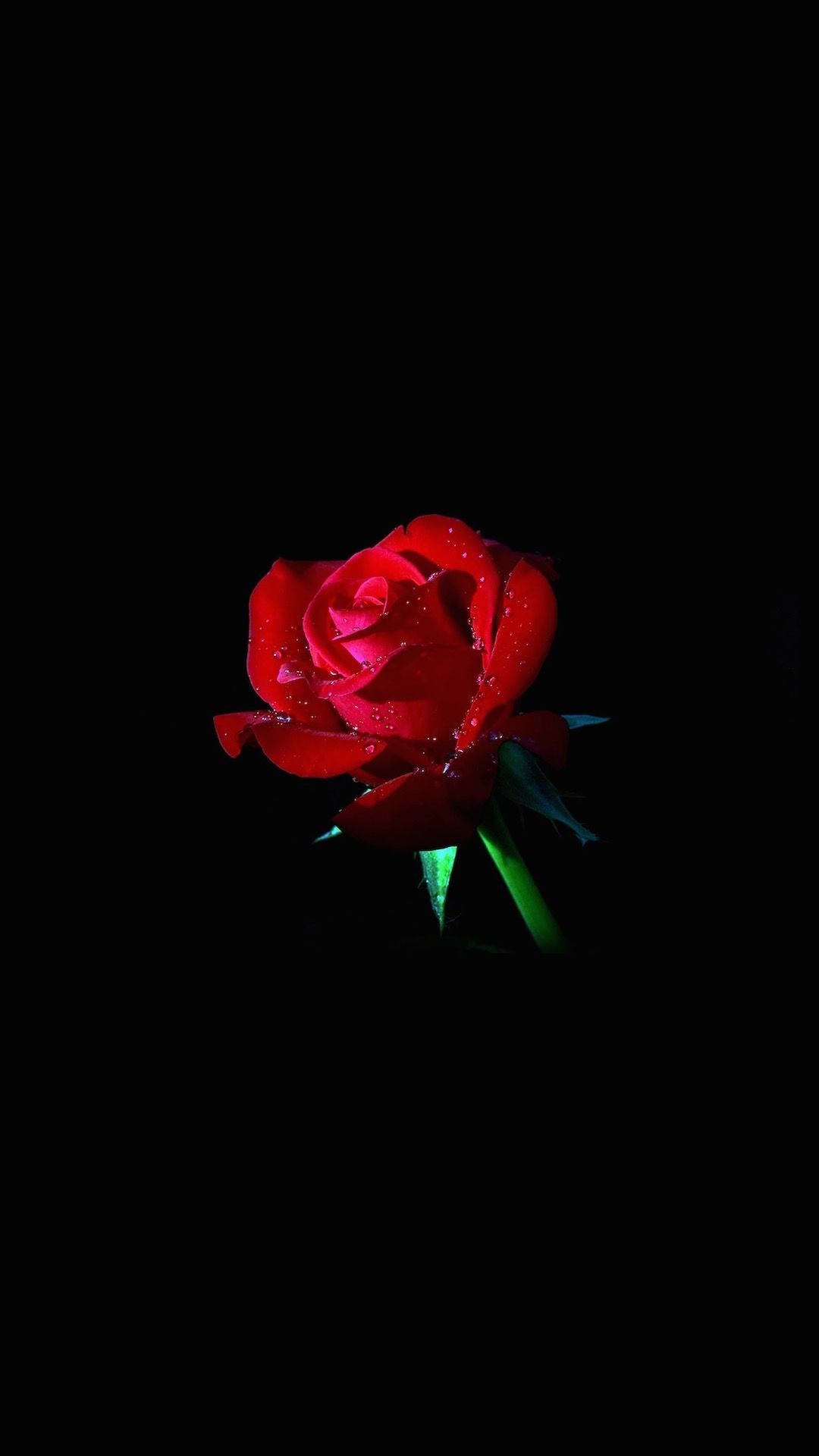 Rosa rossa su sfondo nero, 1080x1920 Full HD Verticale, iPhone