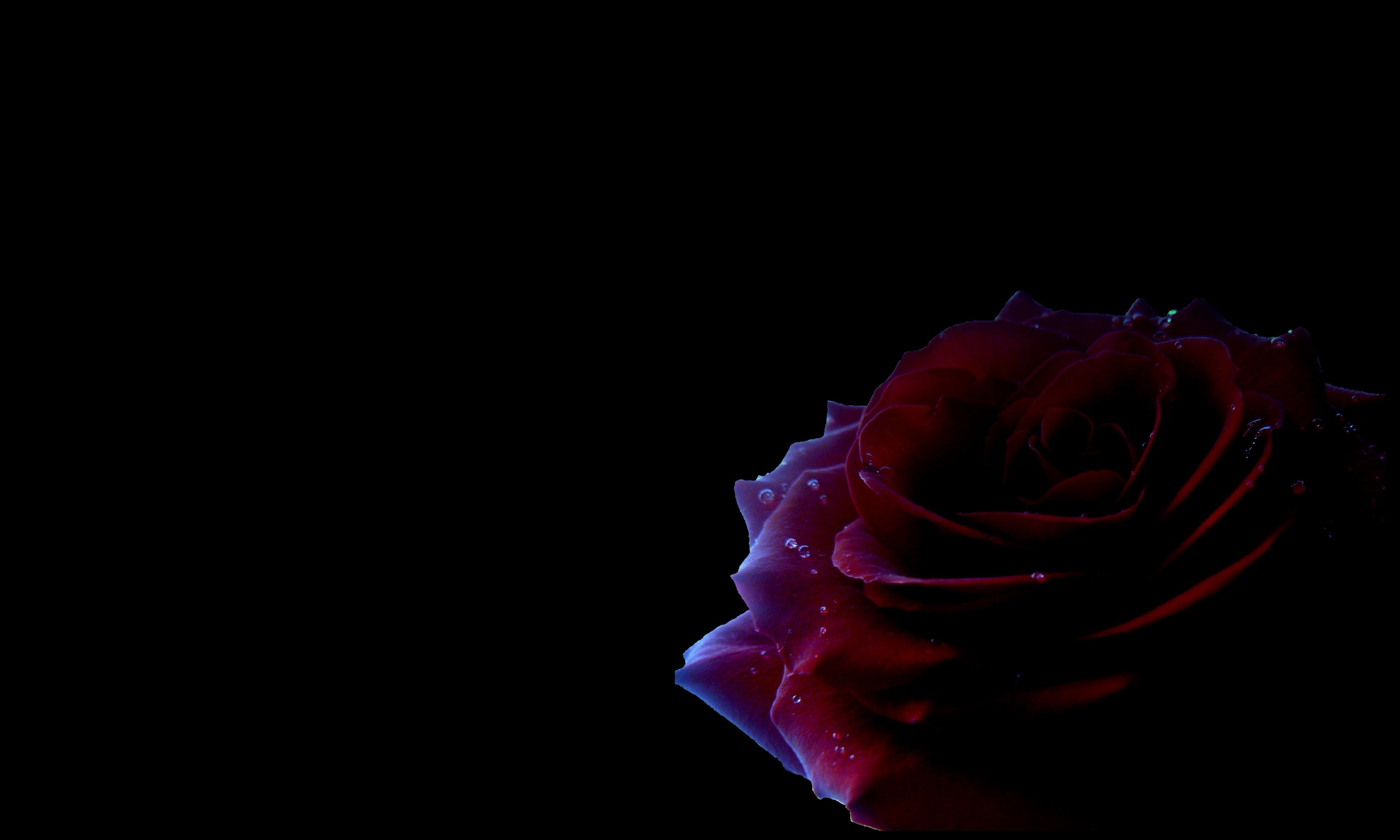 Rosa rossa su sfondo nero, 5120x3072 UHD, PC 4K