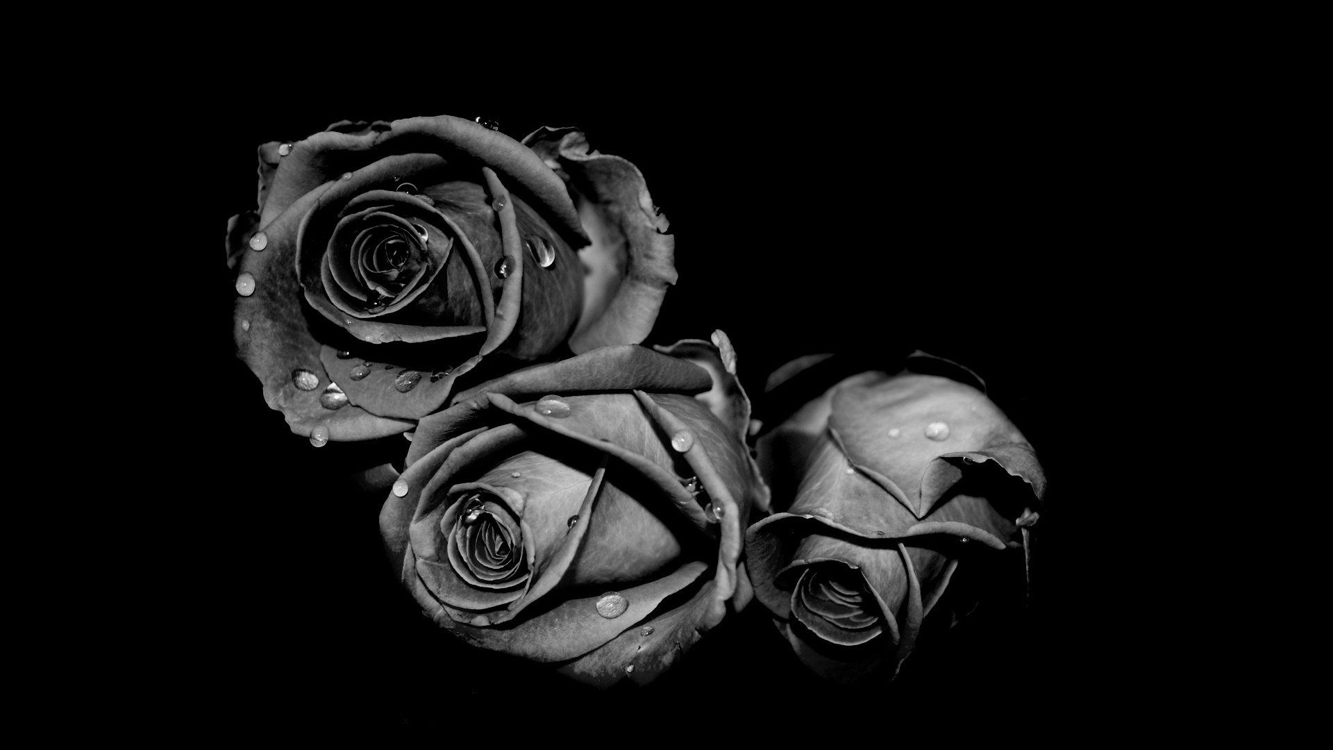 Rose nere con gocce d'acqua, 1920x1080 Full HD, Desktop