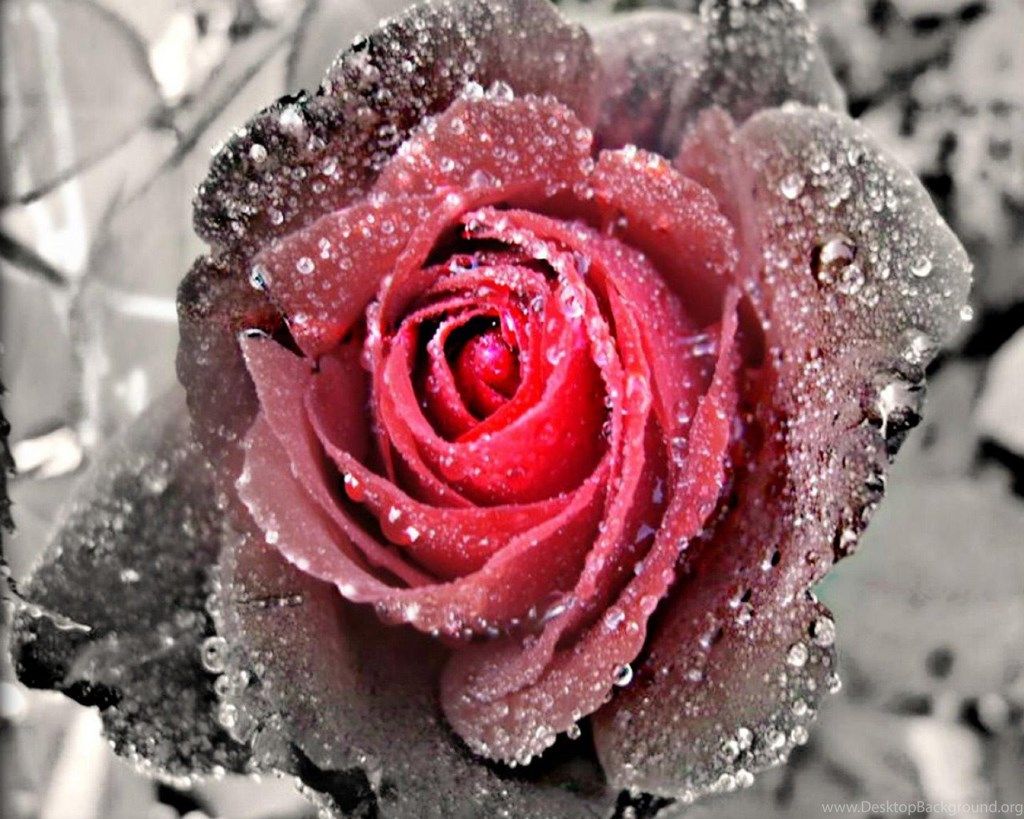 Rosa rossa ghiacciata bianco e nero, 1024x819 HD, iMac