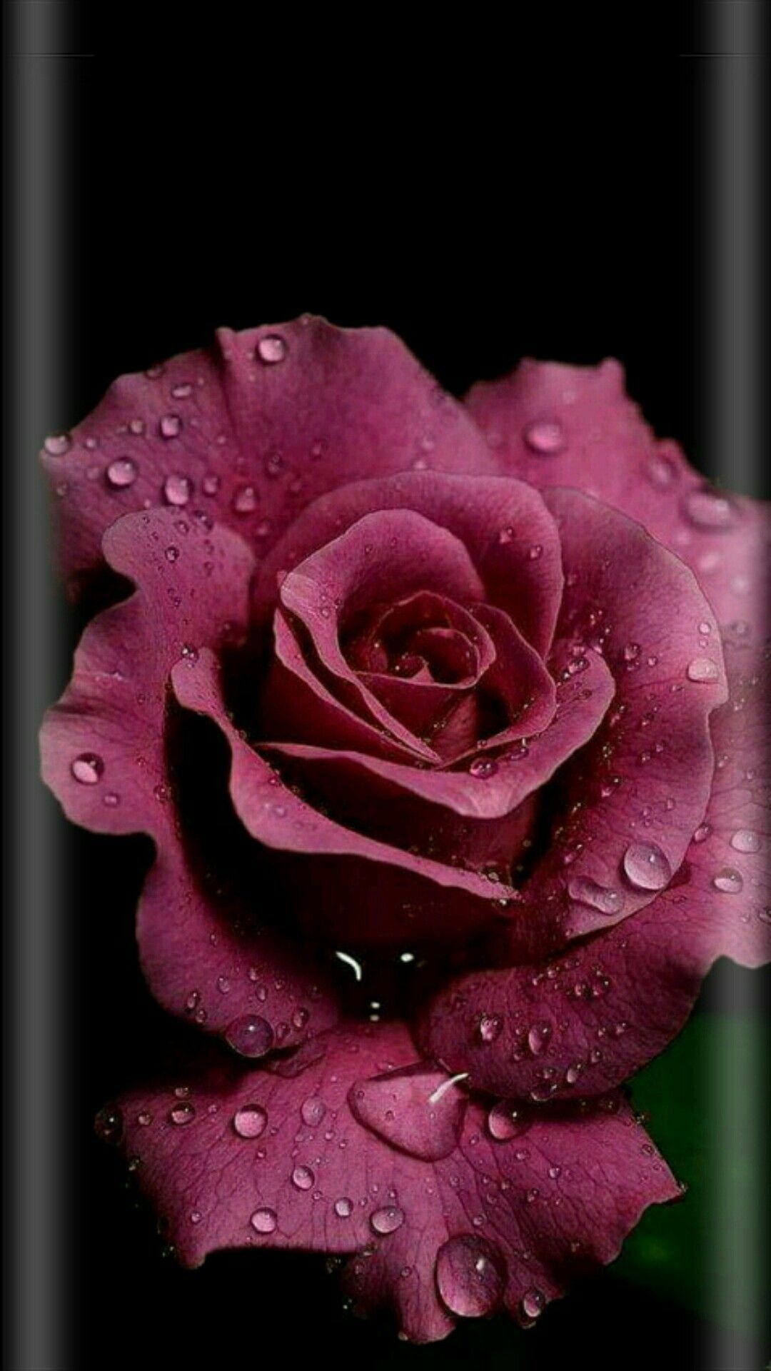 Rosa rossa con gocce d'acqua, 1080x1920 Verticale, Mobile