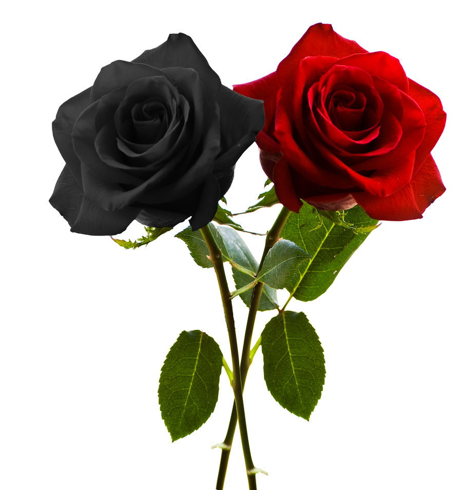 Rosa nera e rosa rossa, 900x954 Full HD Verticale, Smartphone