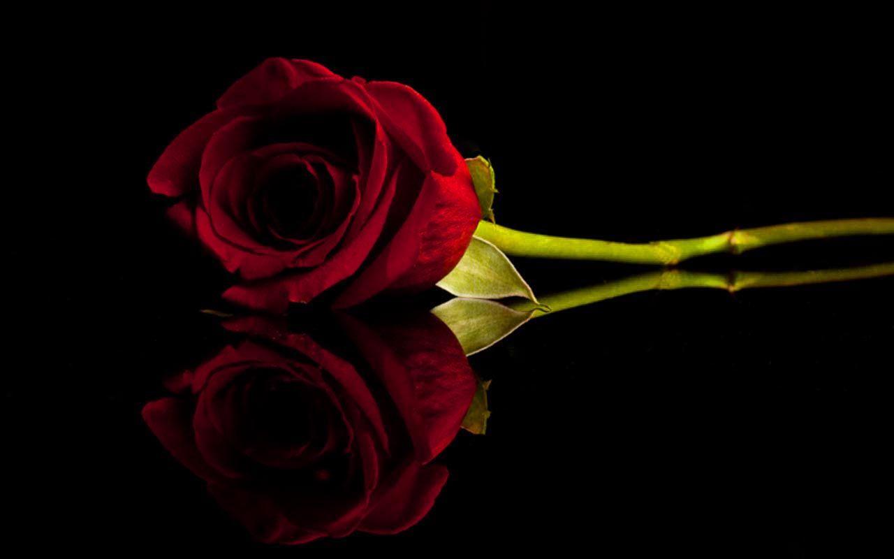 Rosa rossa su sfondo nero, 1280x800 720p, Laptop