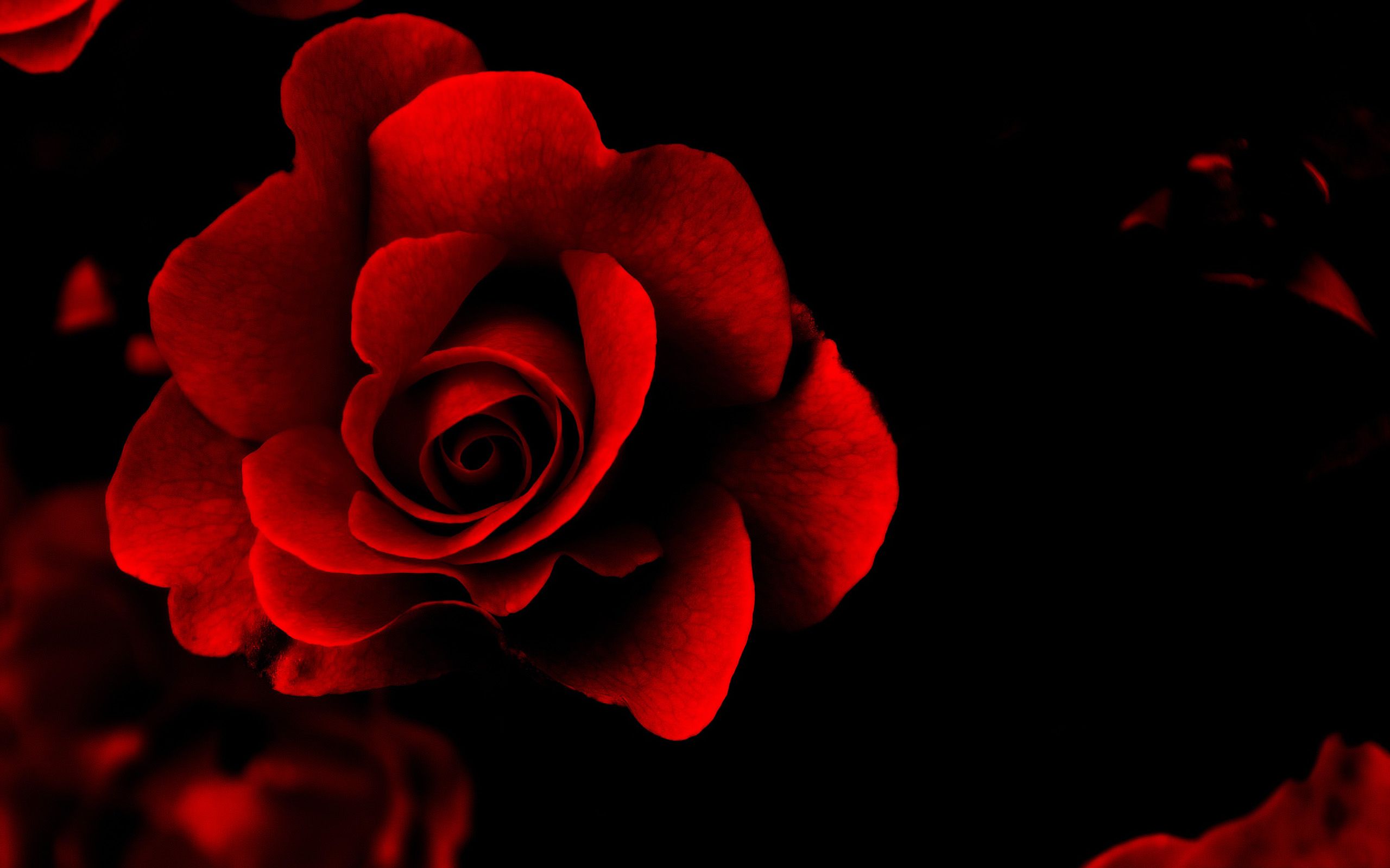 Rosa rossa su sfondo nero, 2560x1600 WQXGA, PC