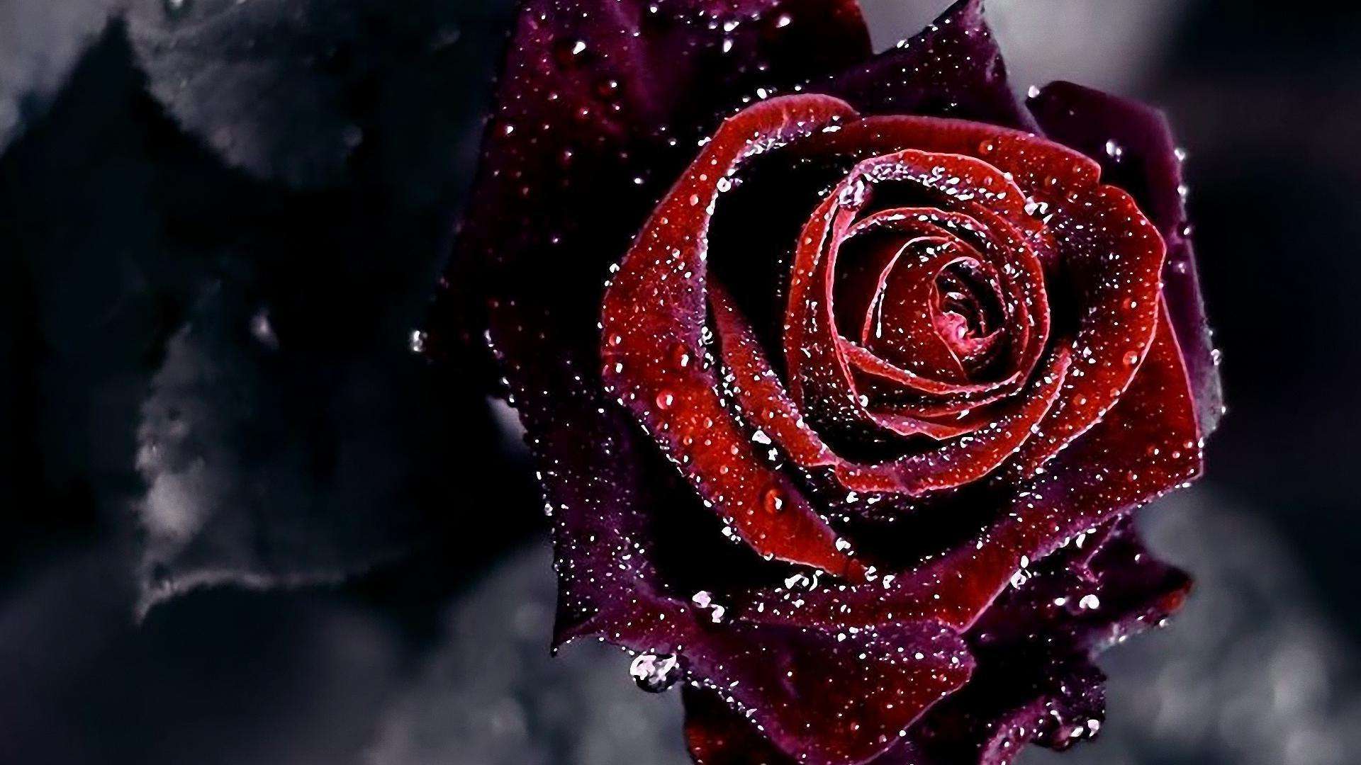 Rosa rossa con gocce d'acqua, 1920x1080 1080p, Desktop