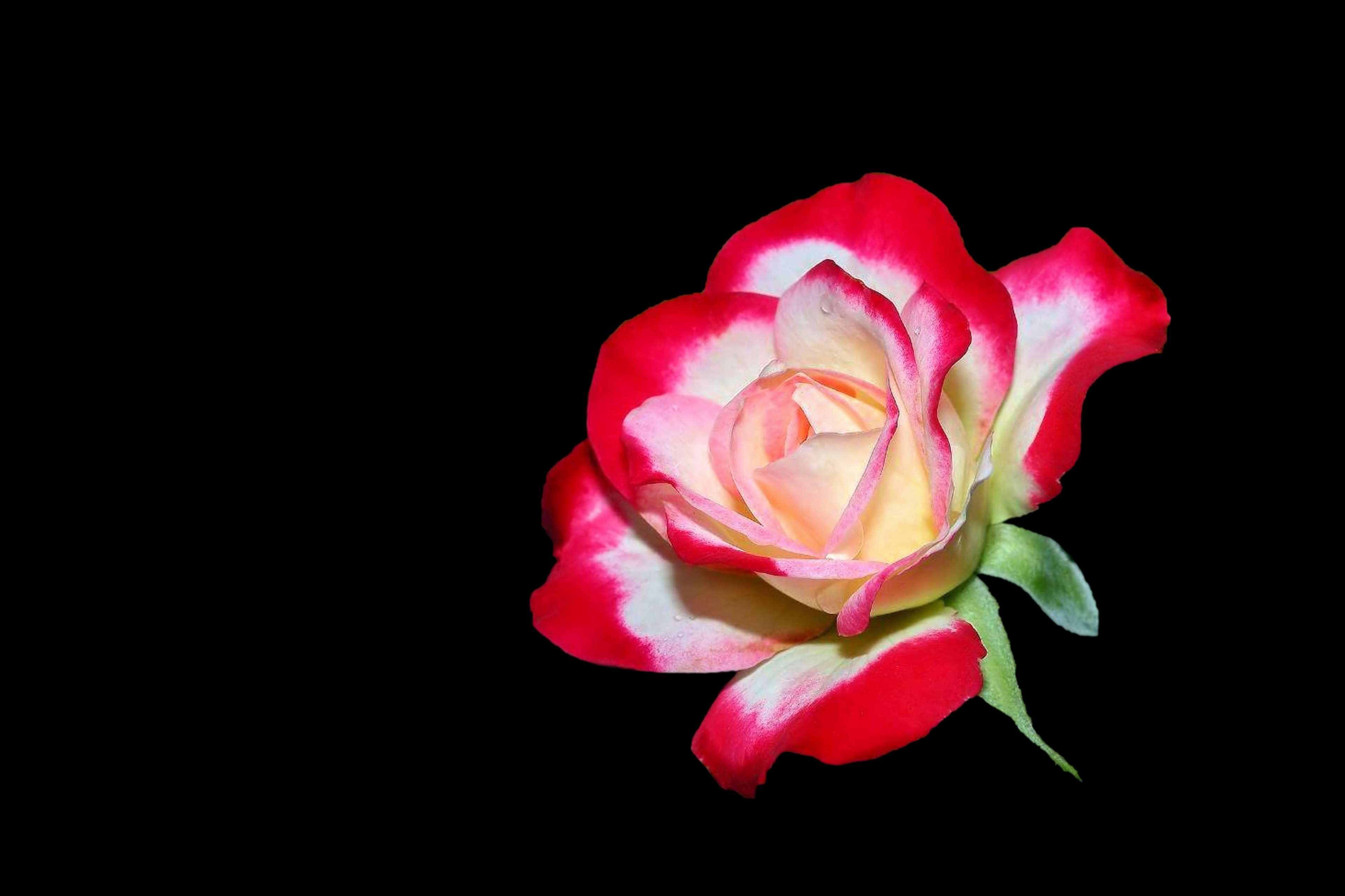 Rosa rossa su sfondo nero, 1024x768 HD, iMac