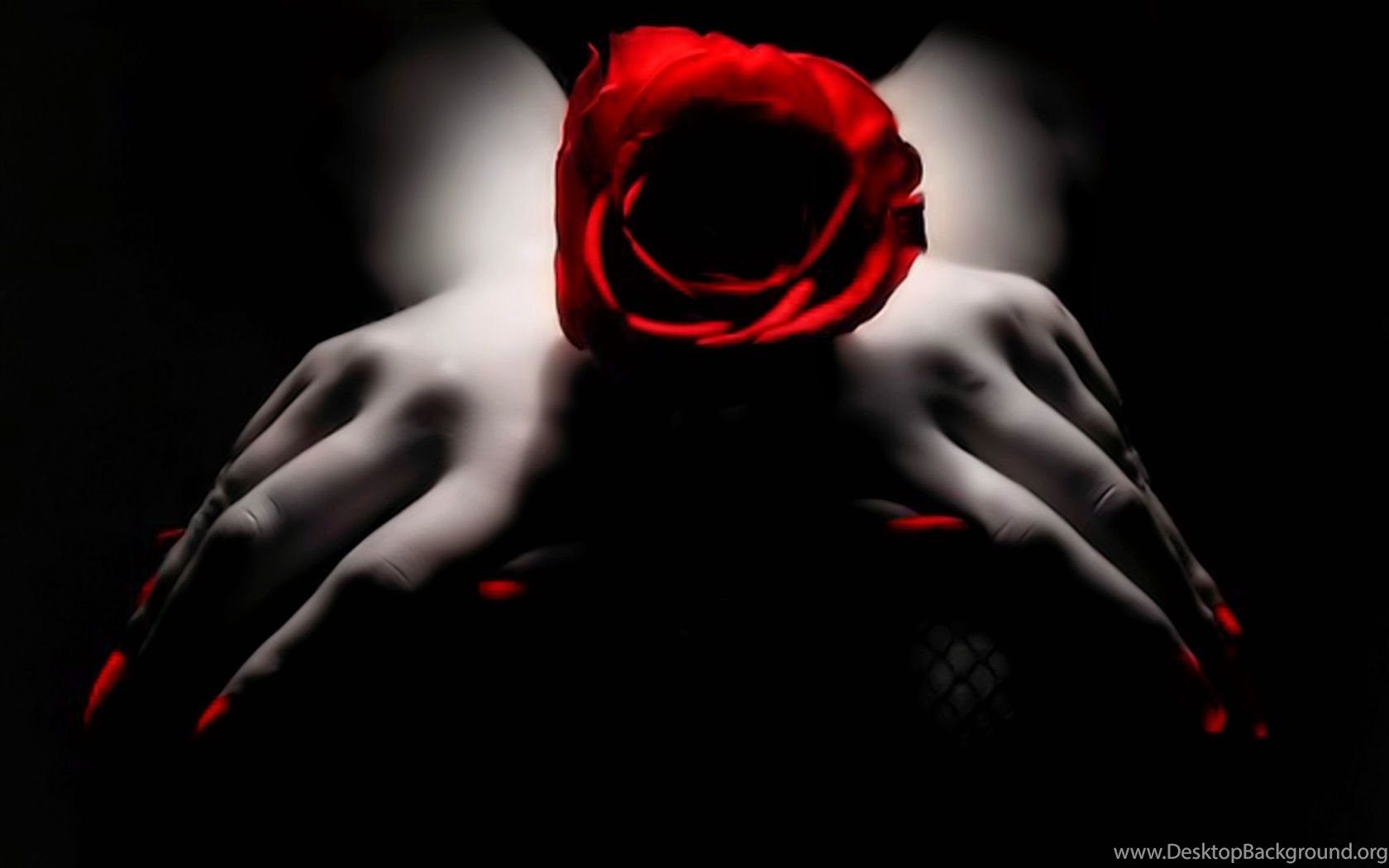 Rosa rossa su mani nere, 1680x1050 HD, ROG Asus Laptop