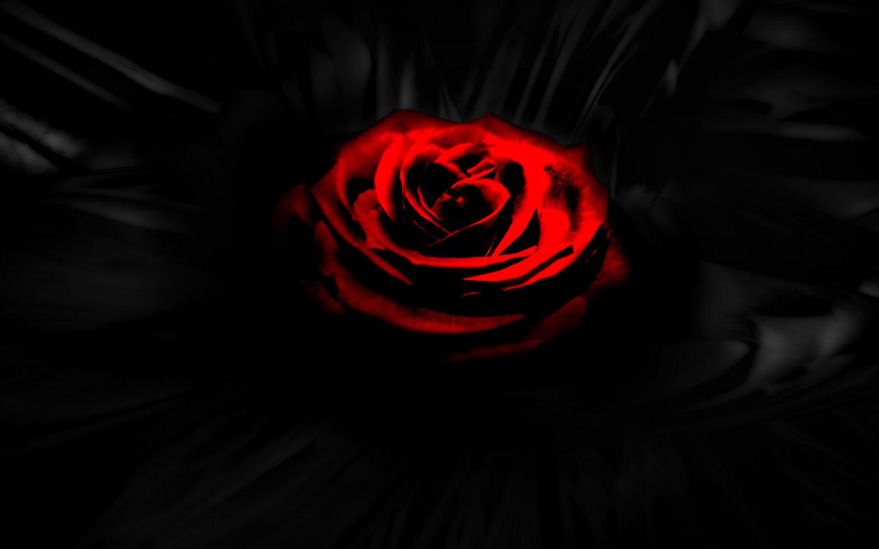 Rosa rossa su nero, 1280x800 HD, Desktop