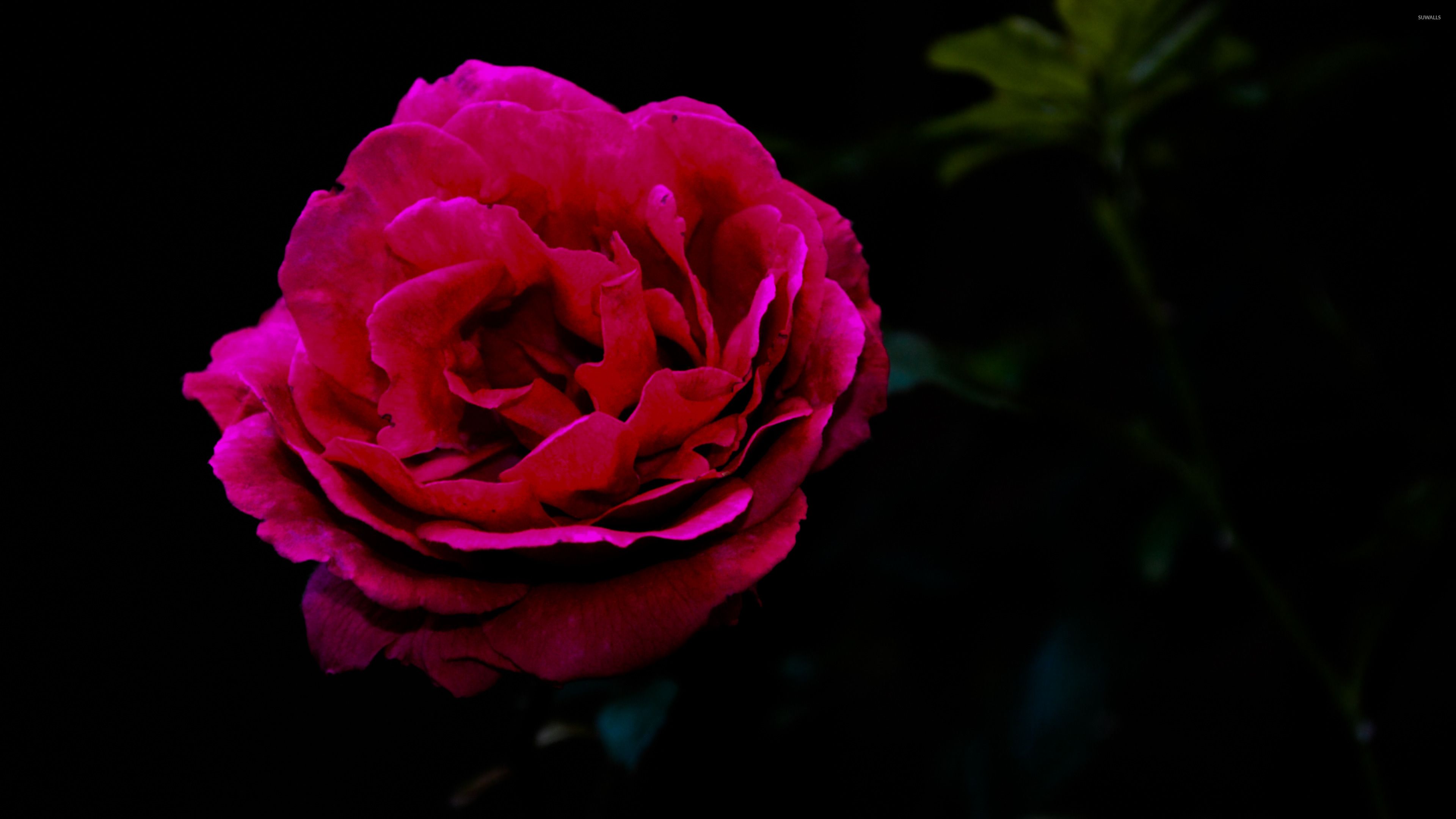 Rosa rossa singola sfondo nero, 3840x2160 Ultra HD, 4K TV