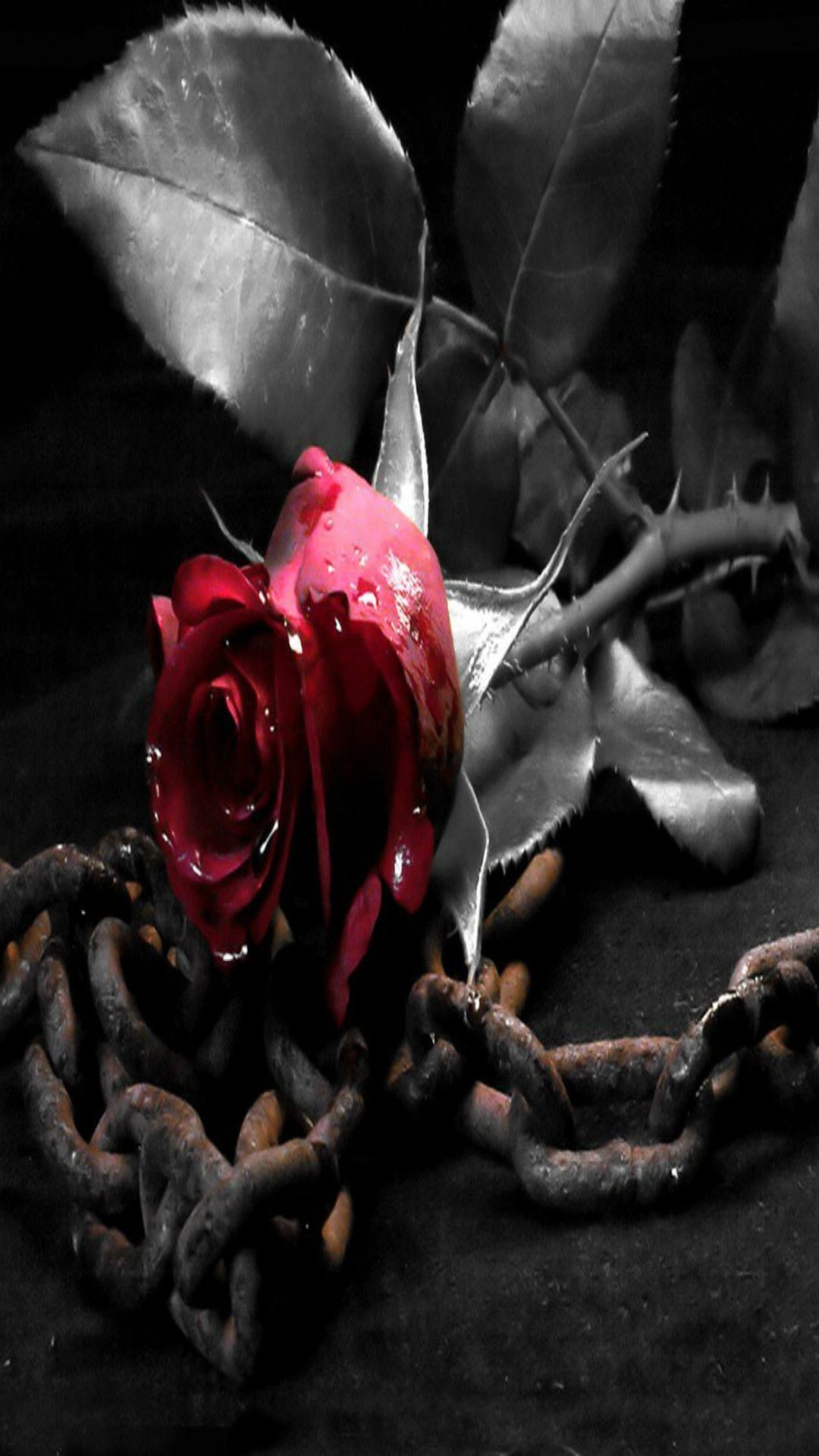 Rosa rossa con catena arrugginita, 1080x1920 Full HD Verticale, iPhone