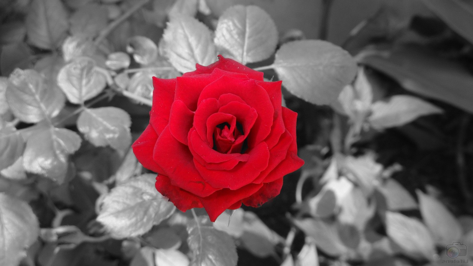Rosa rossa foglie bianco-nero, 1920x1080 Full HD, PC Desktop