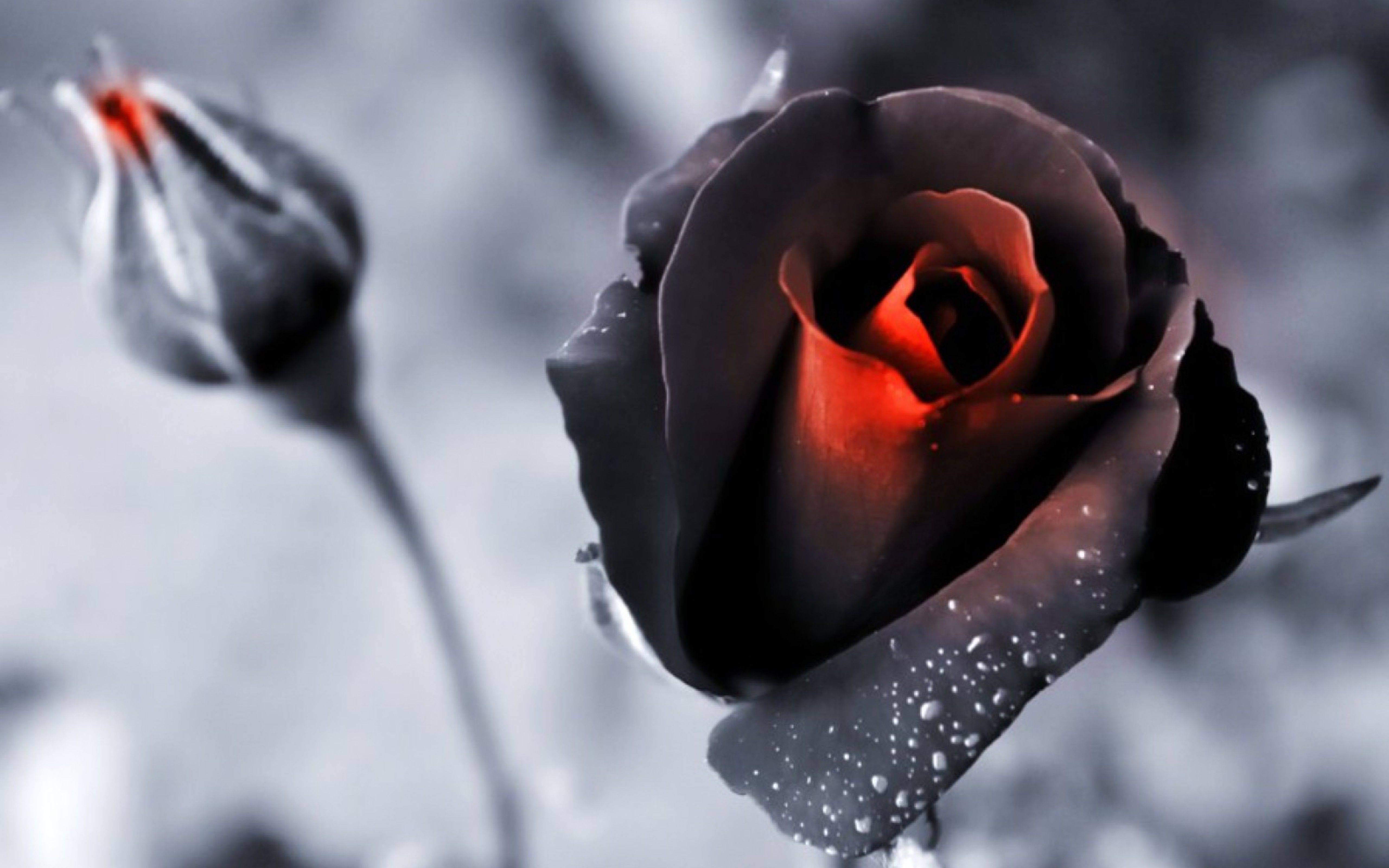 Rosa nera con centro rosso, 5120x3200 Ultra HD, 4K TV
