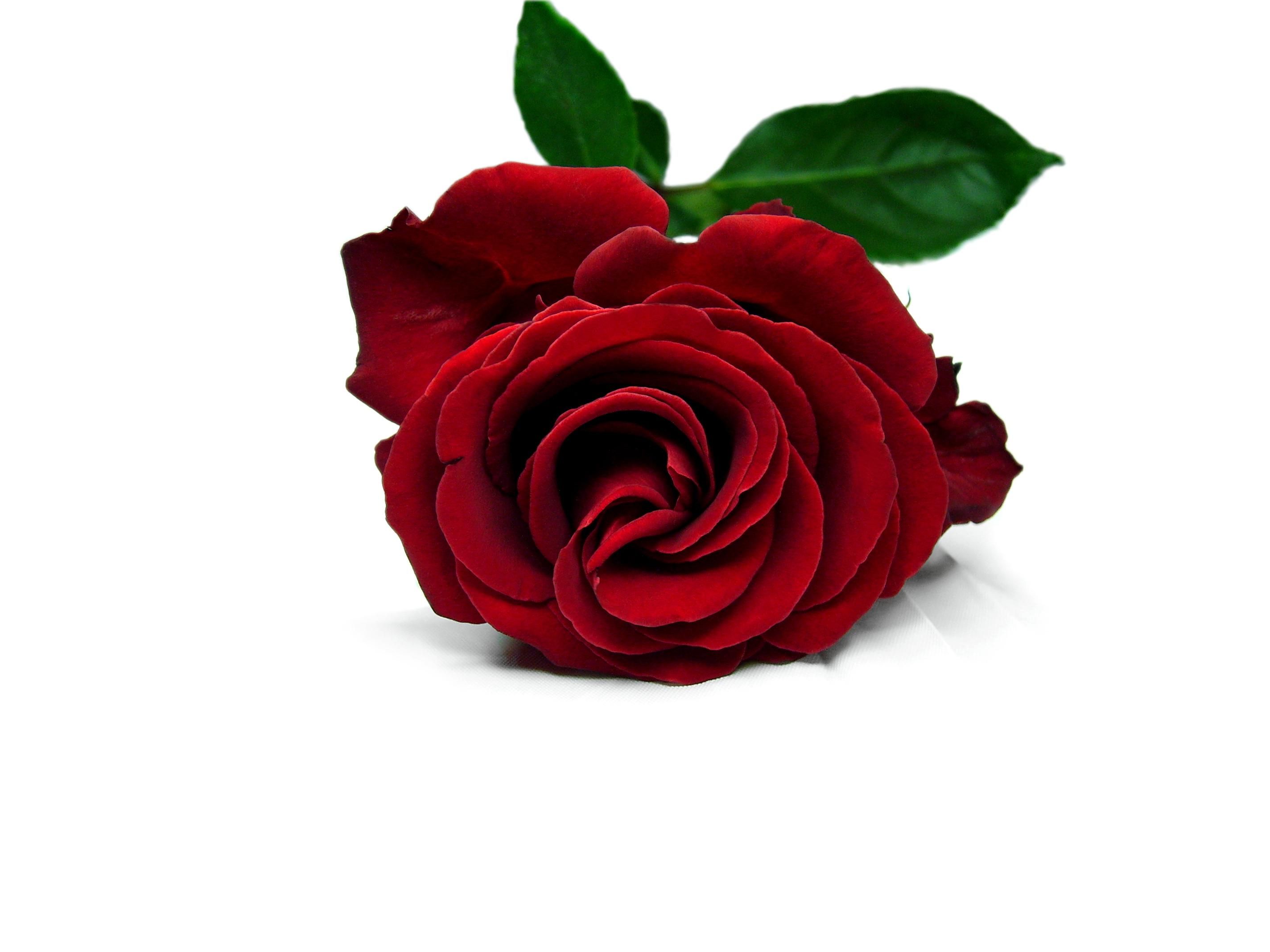 Rosa rossa singola, 2848x2136 2K, Desktop