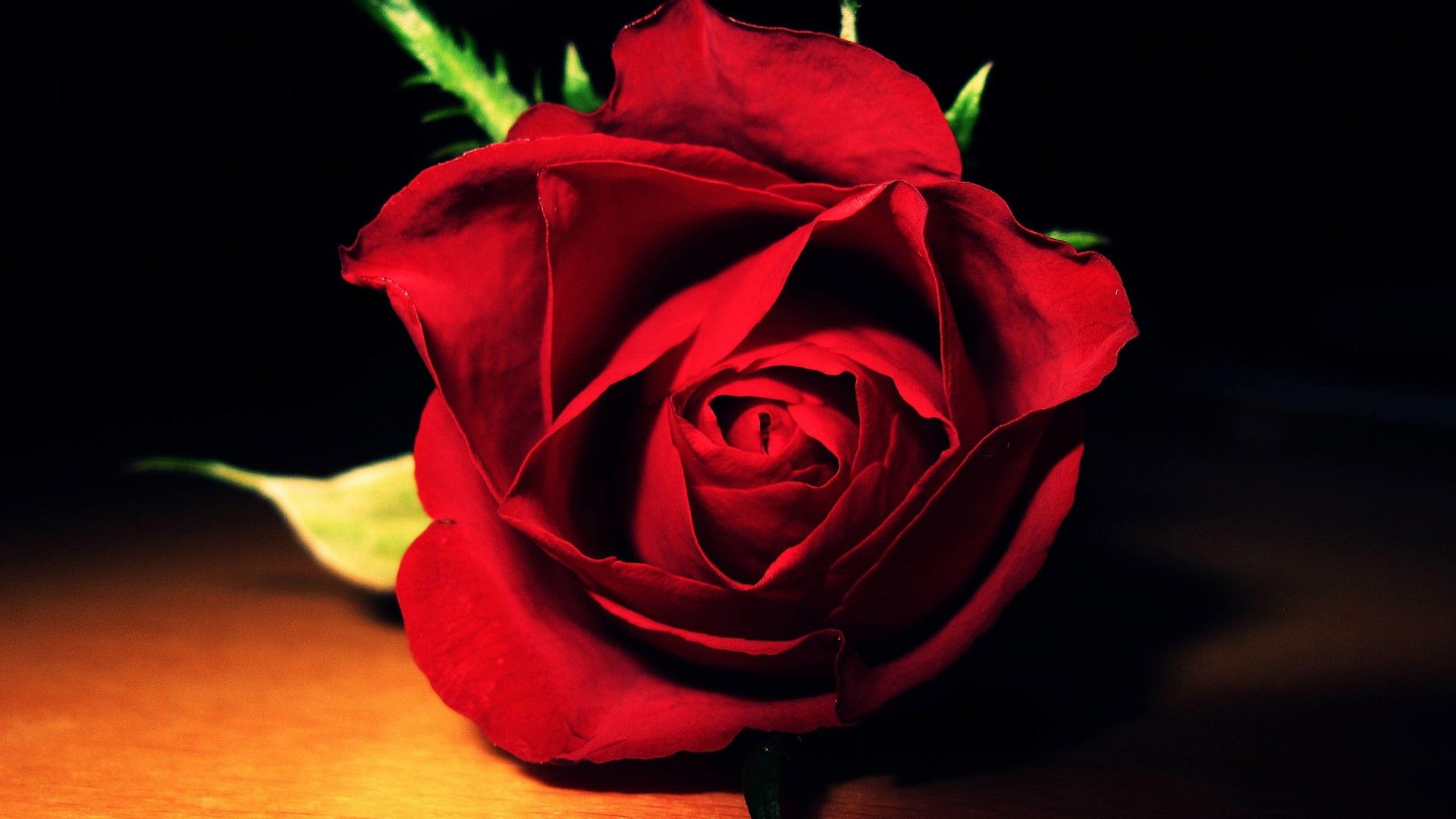 Rosa rossa su sfondo scuro, 1920x1080 1080p, Desktop