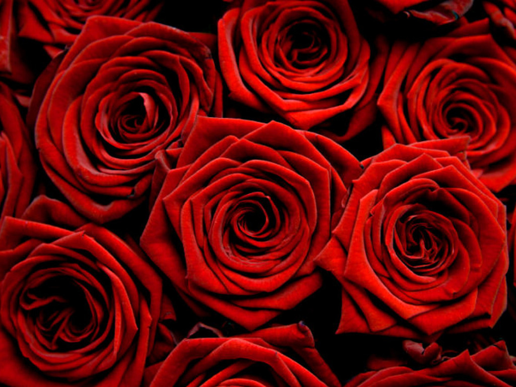 Rose rosse su sfondo scuro, 1024x768 HD, Desktop