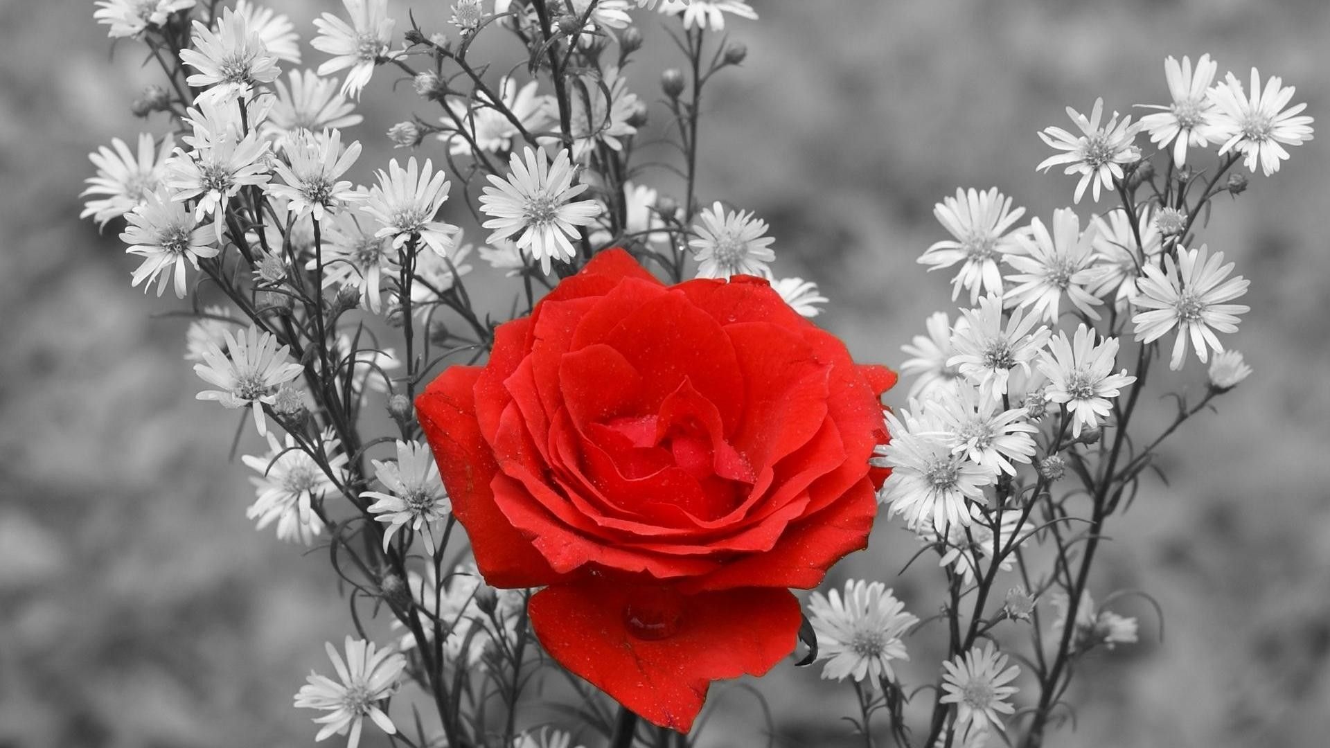 Rosa rossa con margherite grigie, 1920x1080 Full HD 1080p, PC Desktop