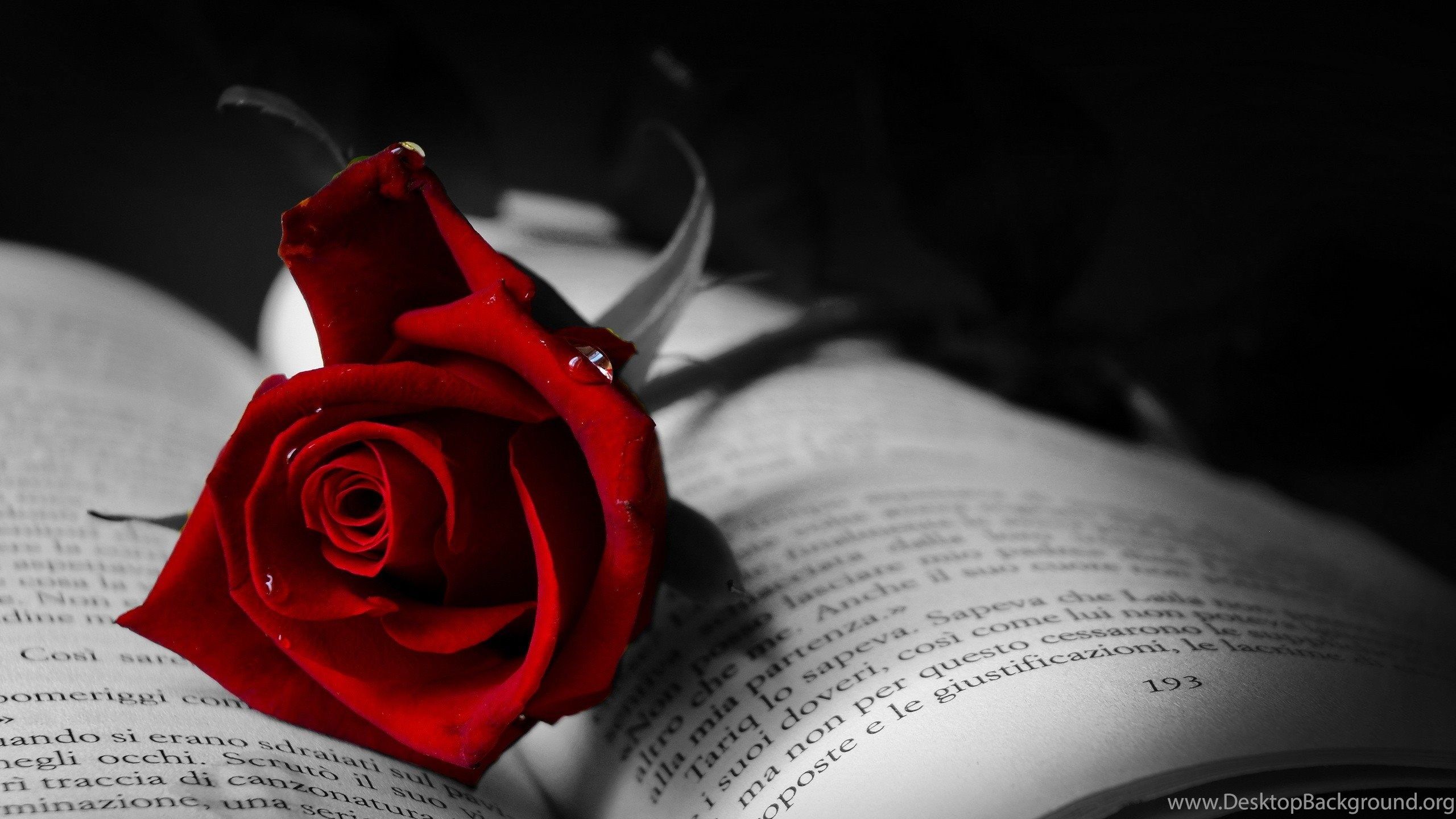 Rosa rossa su libro, 2560x1440 QHD, Monitor Gaming