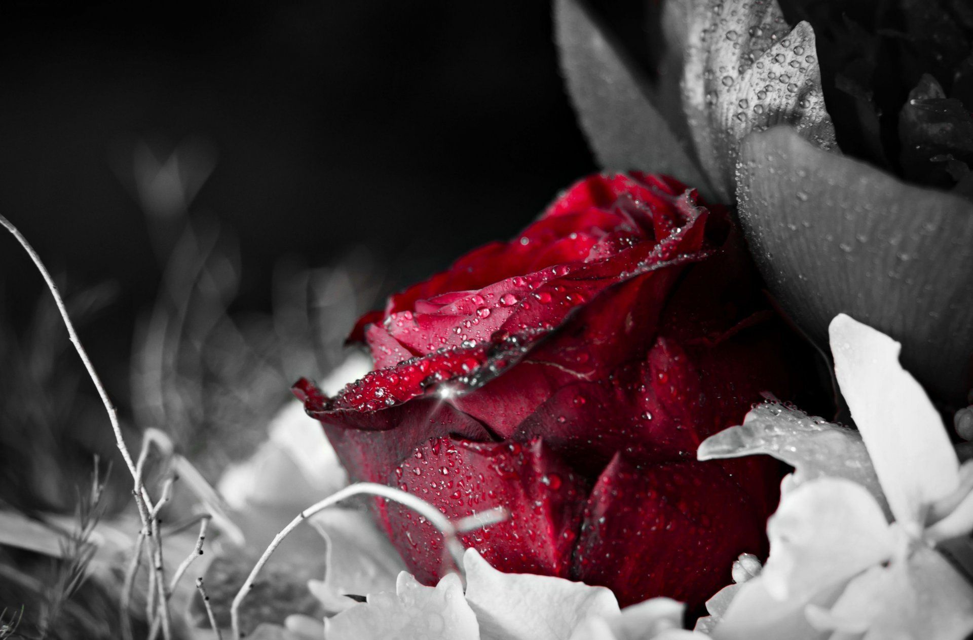 Rosa rossa con petali bianchi, 1920x1263 Full HD+, Desktop