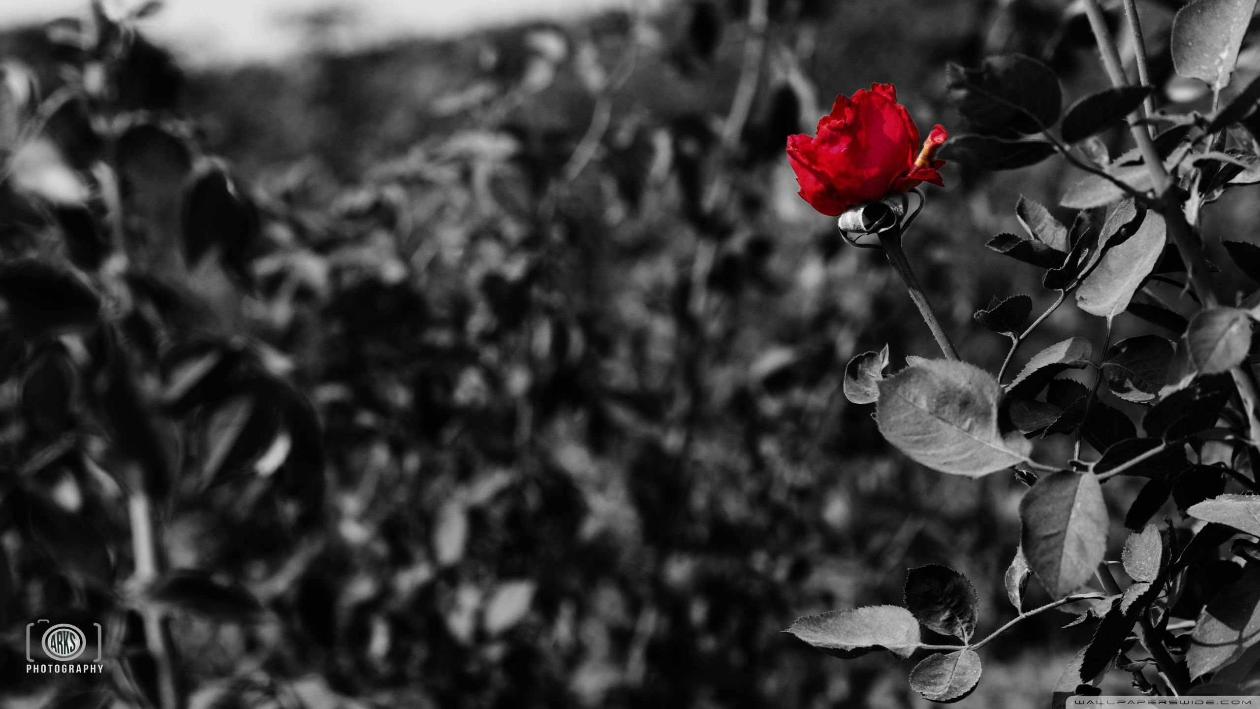 Rosa rossa su sfondo bianco e nero, 2560x1440 2K, Desktop