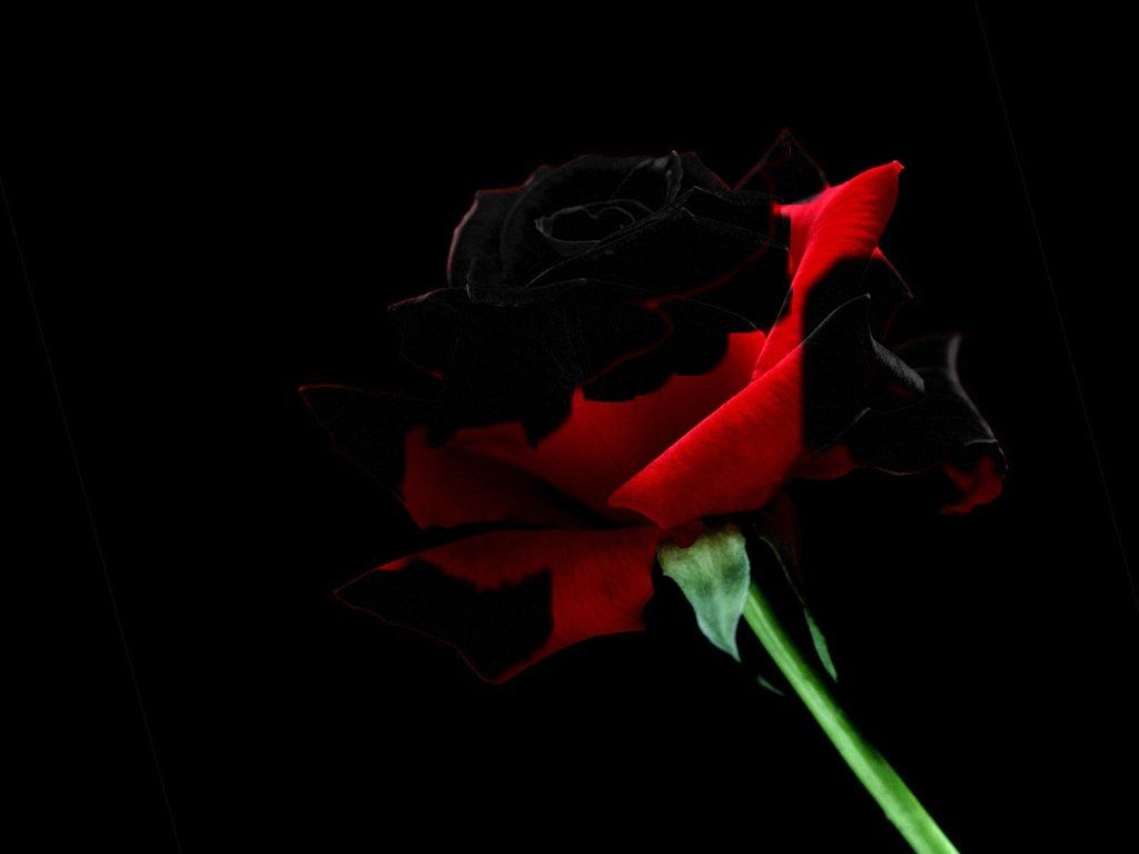 Rosa rossa e nera, 1024x768 HD, Laptop