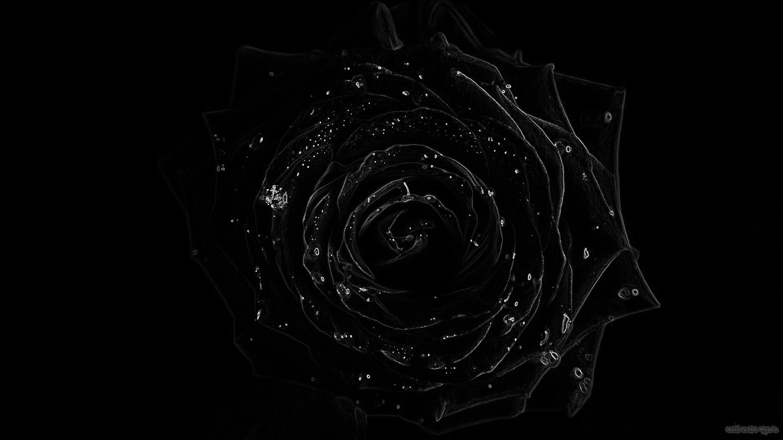 Rosa nera con brillantini, 2560x1440 2K QHD, PC