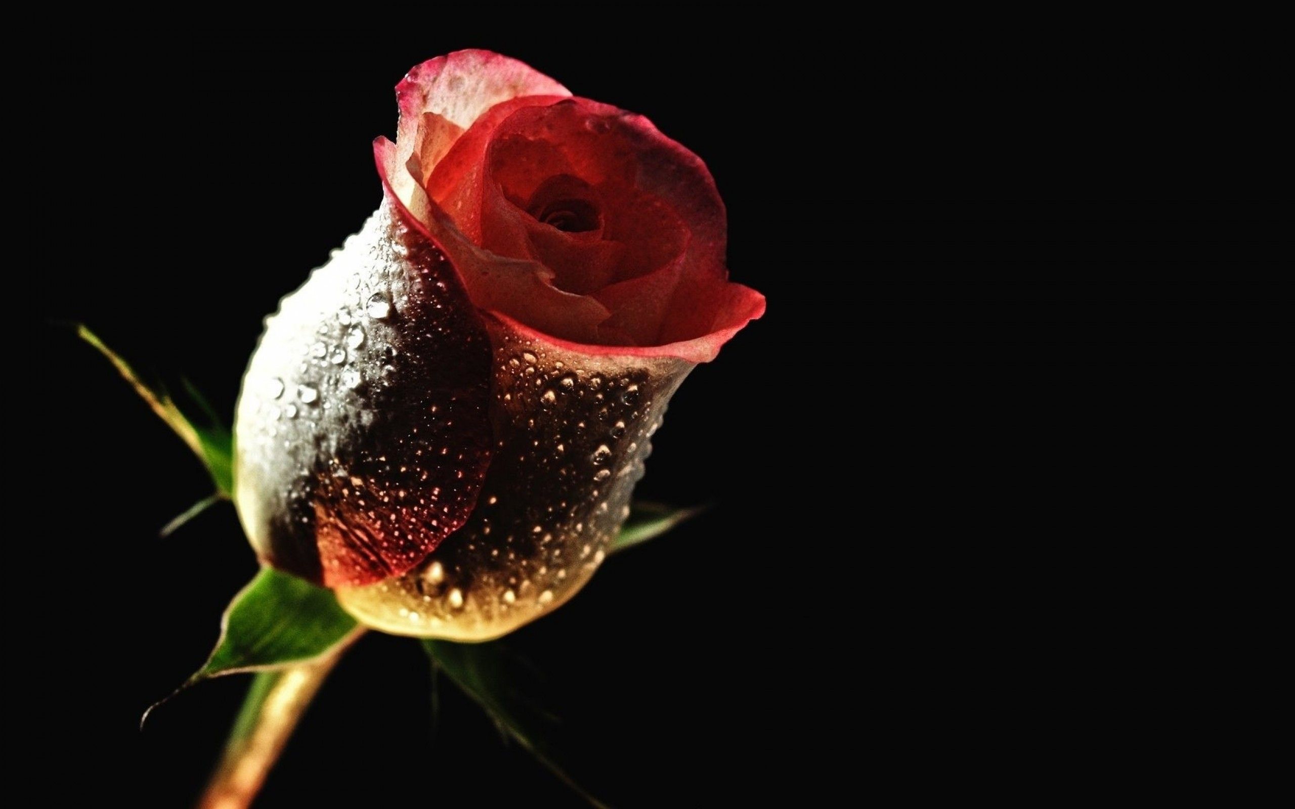 Rosa rossa con gocce d'acqua, 2560x1600 2K, Desktop