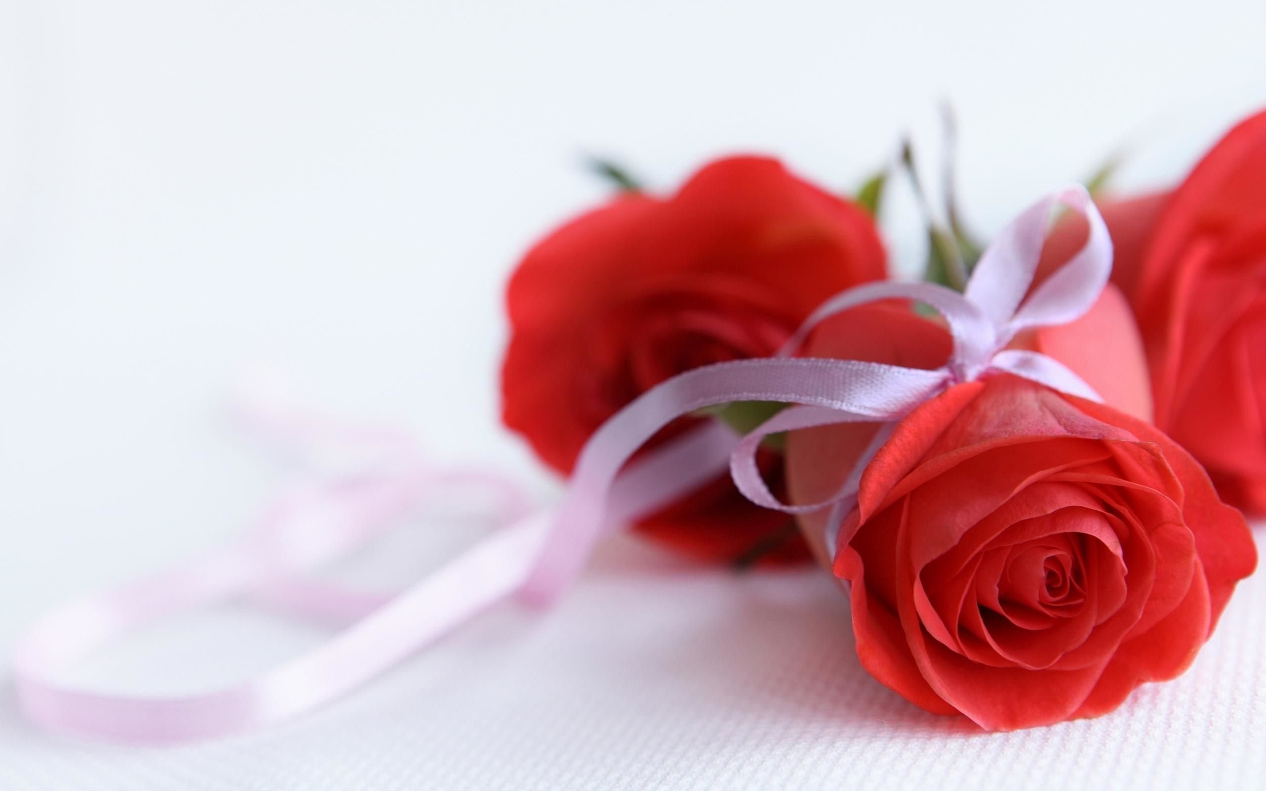 Rose rosse con nastro rosa, 2560x1600 WQXGA, Laptop