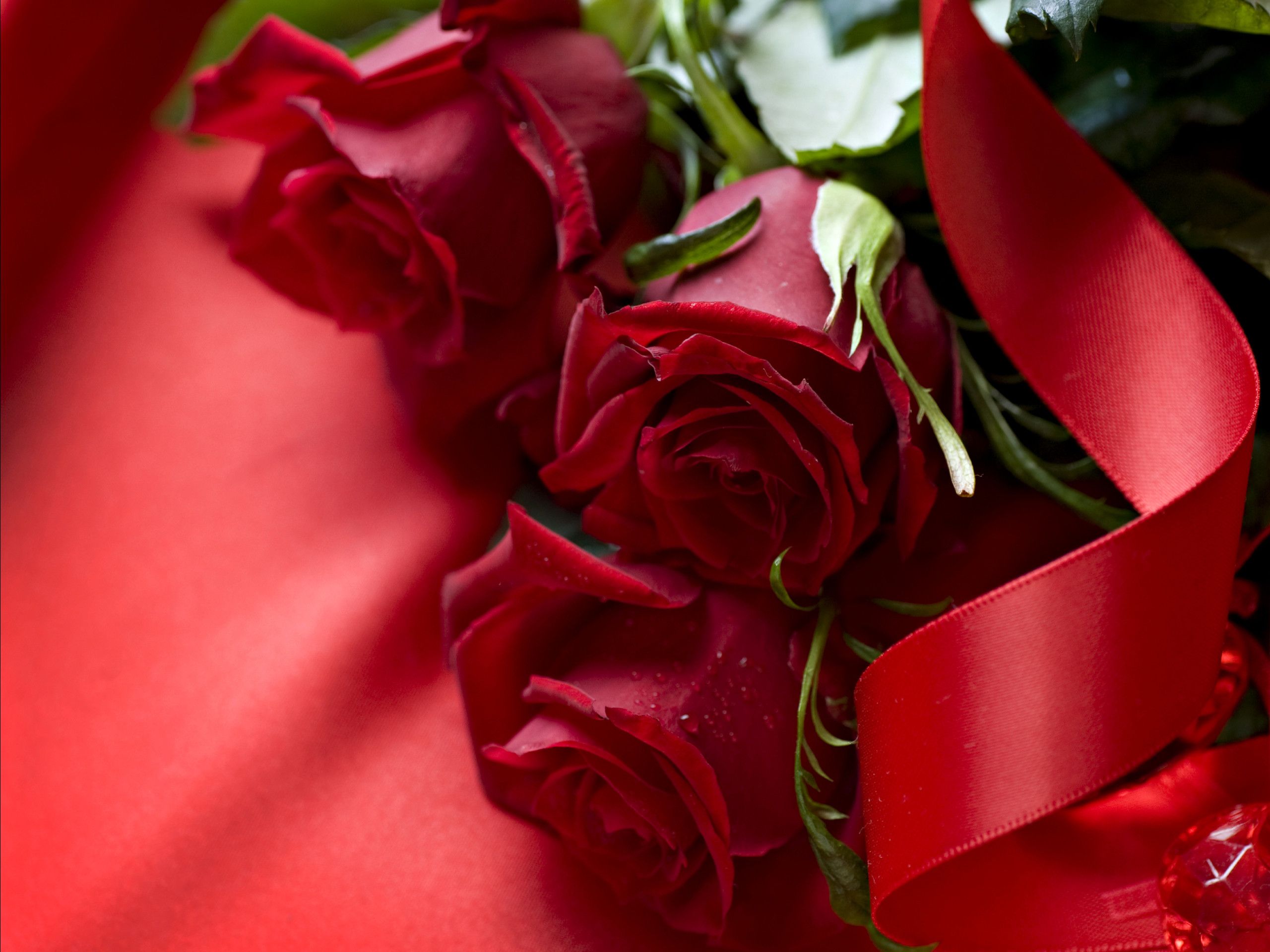 Bouquet rose rosse con nastro, 2560x1920 2K, Laptop
