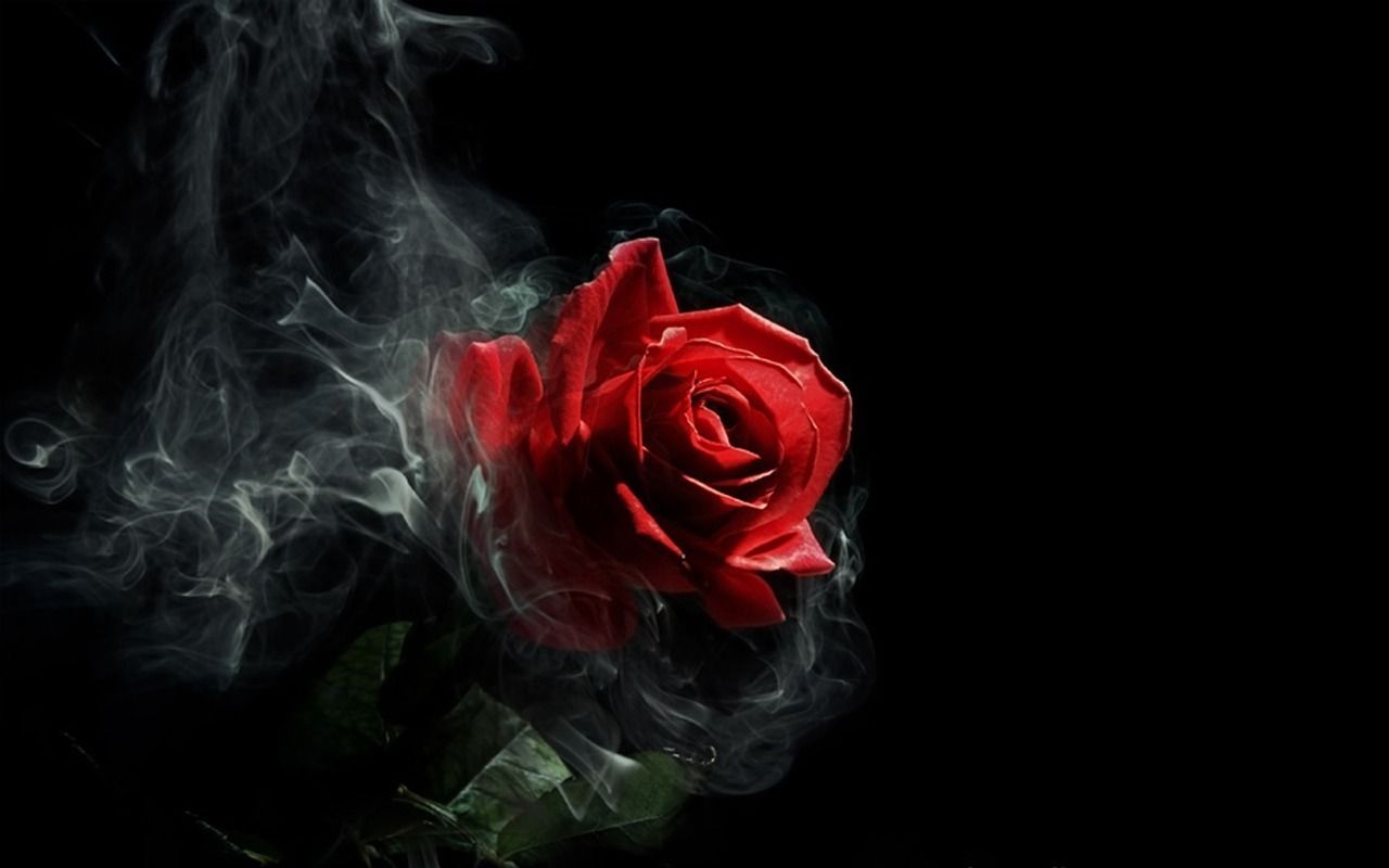 Rosa rossa con fumo nero, 1280x800 720p, Laptop