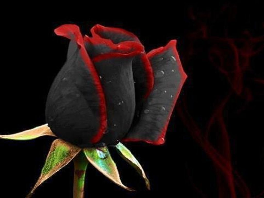 Rosa nera con bordi rossi, 1024x768 HD, Desktop