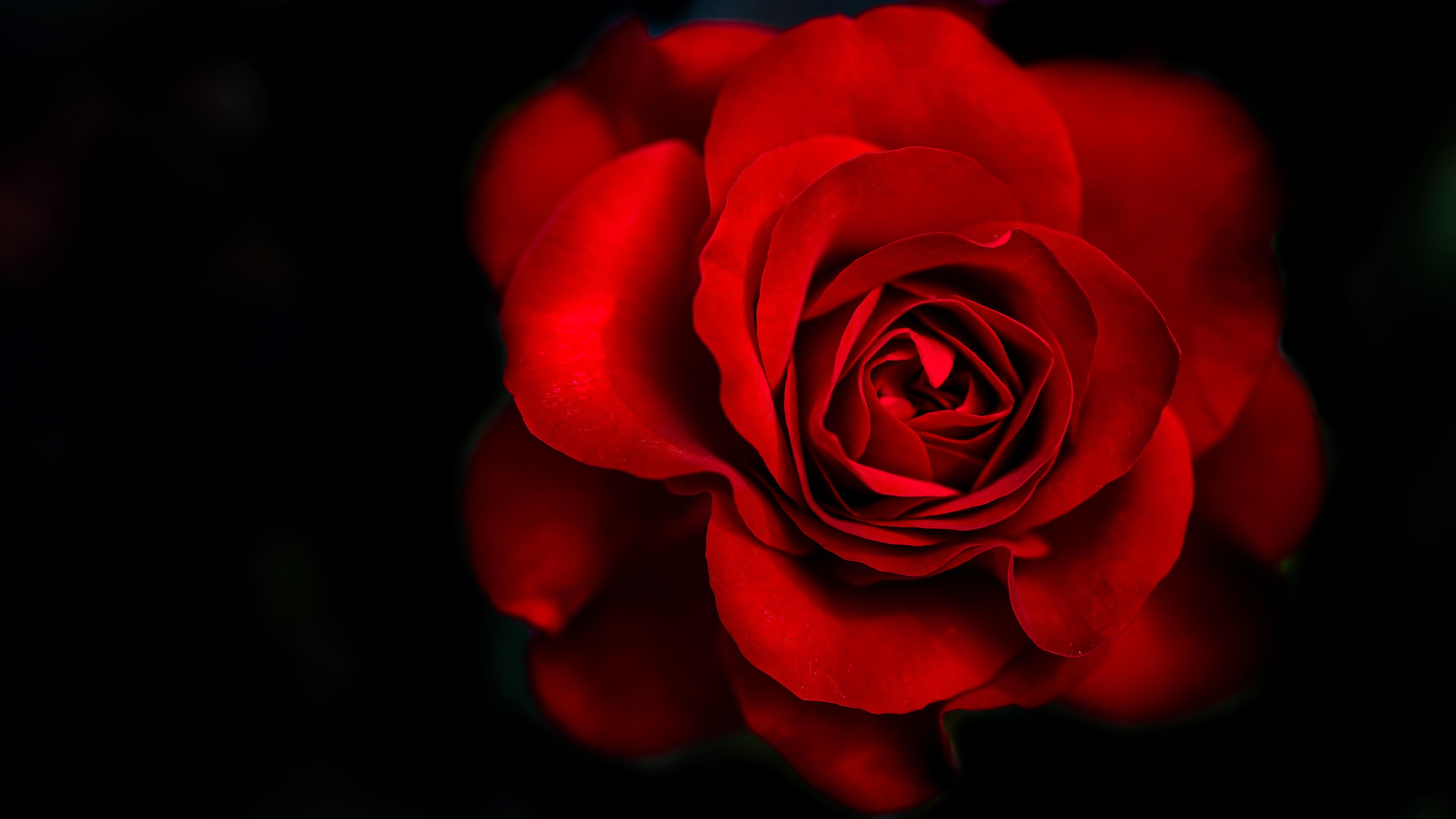 Rosa rossa su sfondo nero, 5760x3240 Ultra HD, 4K TV