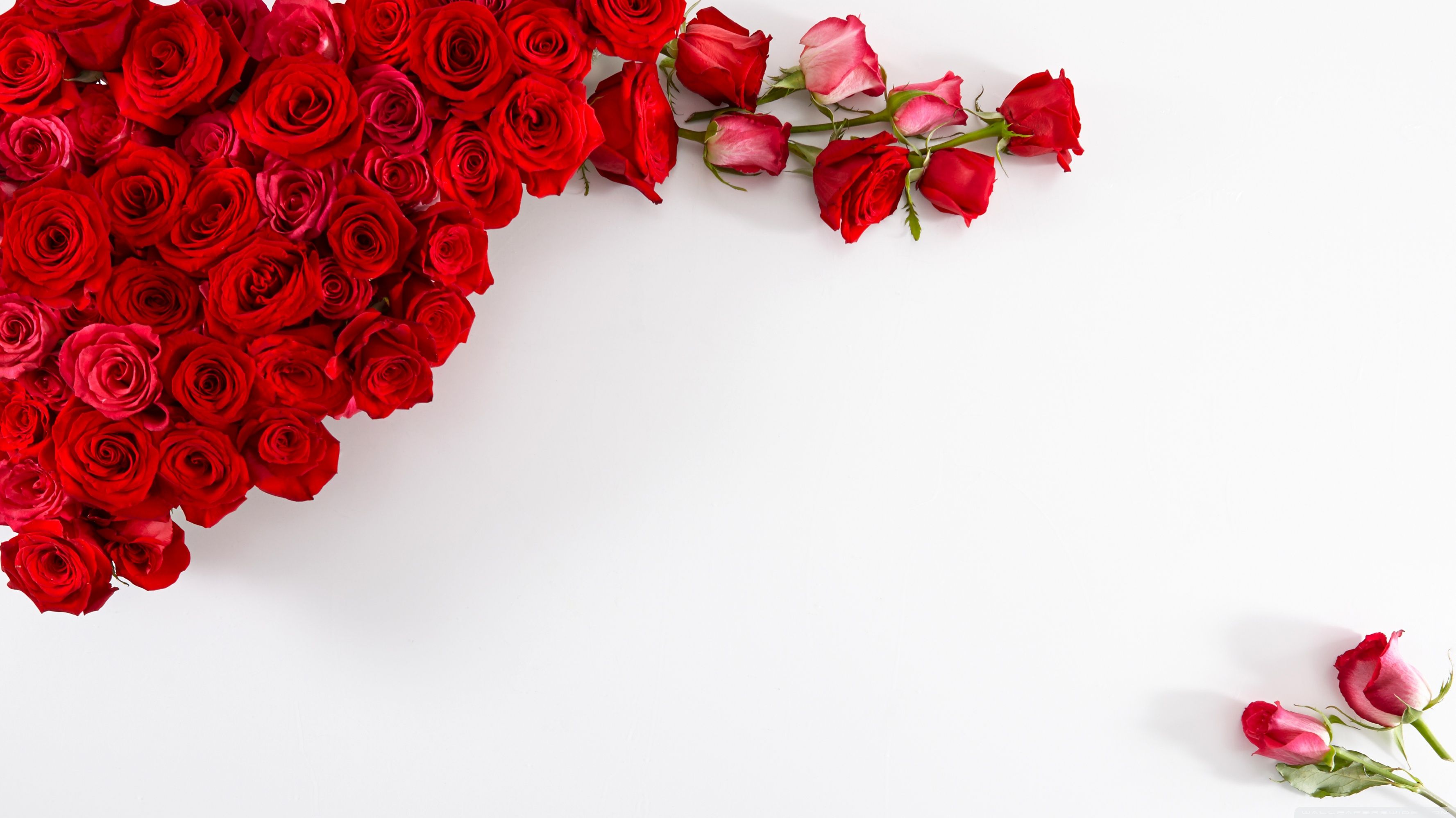 Rose rosse su sfondo bianco, 3554x1999 2K, PC