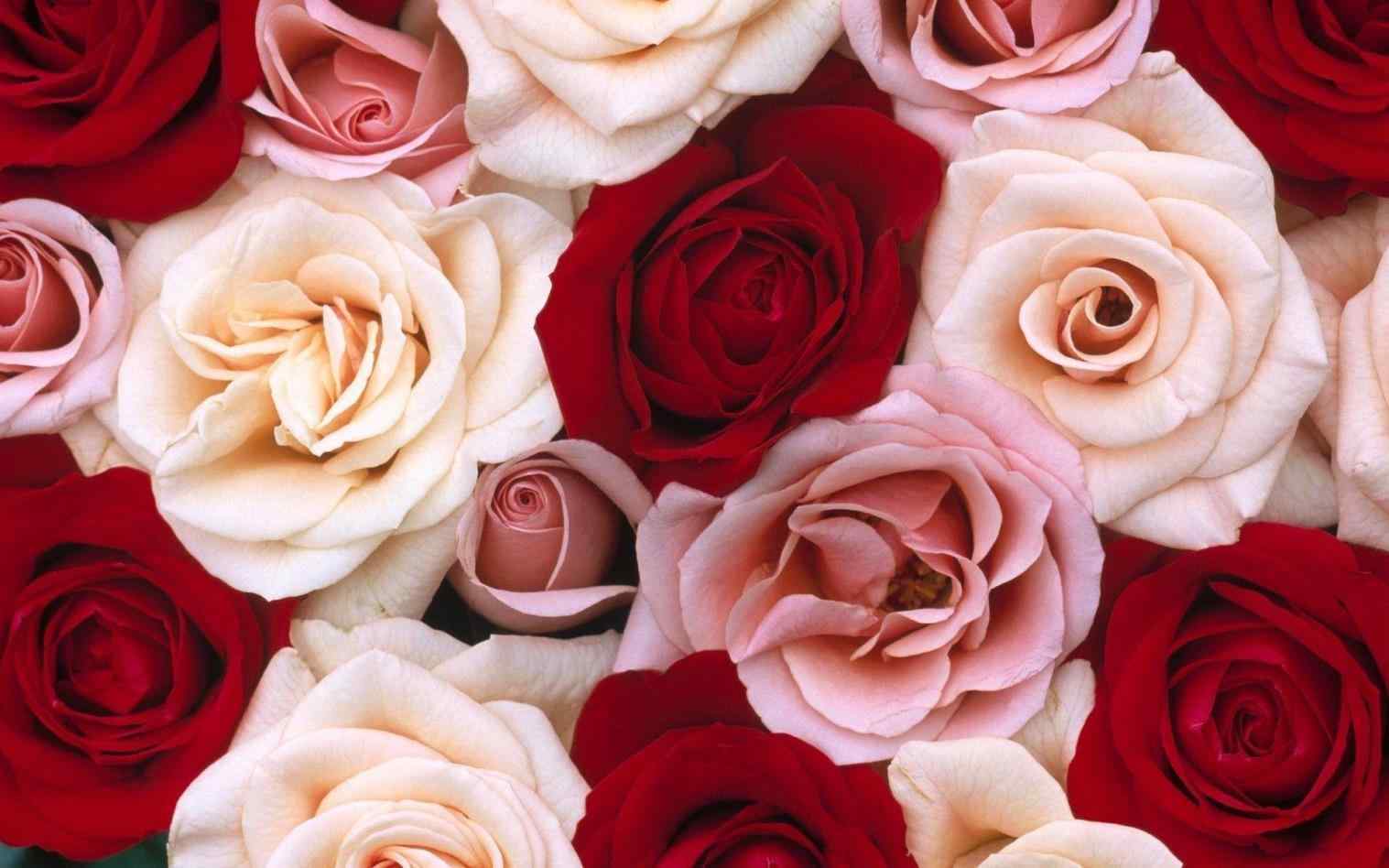 Rose rosse rosa e bianche, 1517x948 HD, Desktop