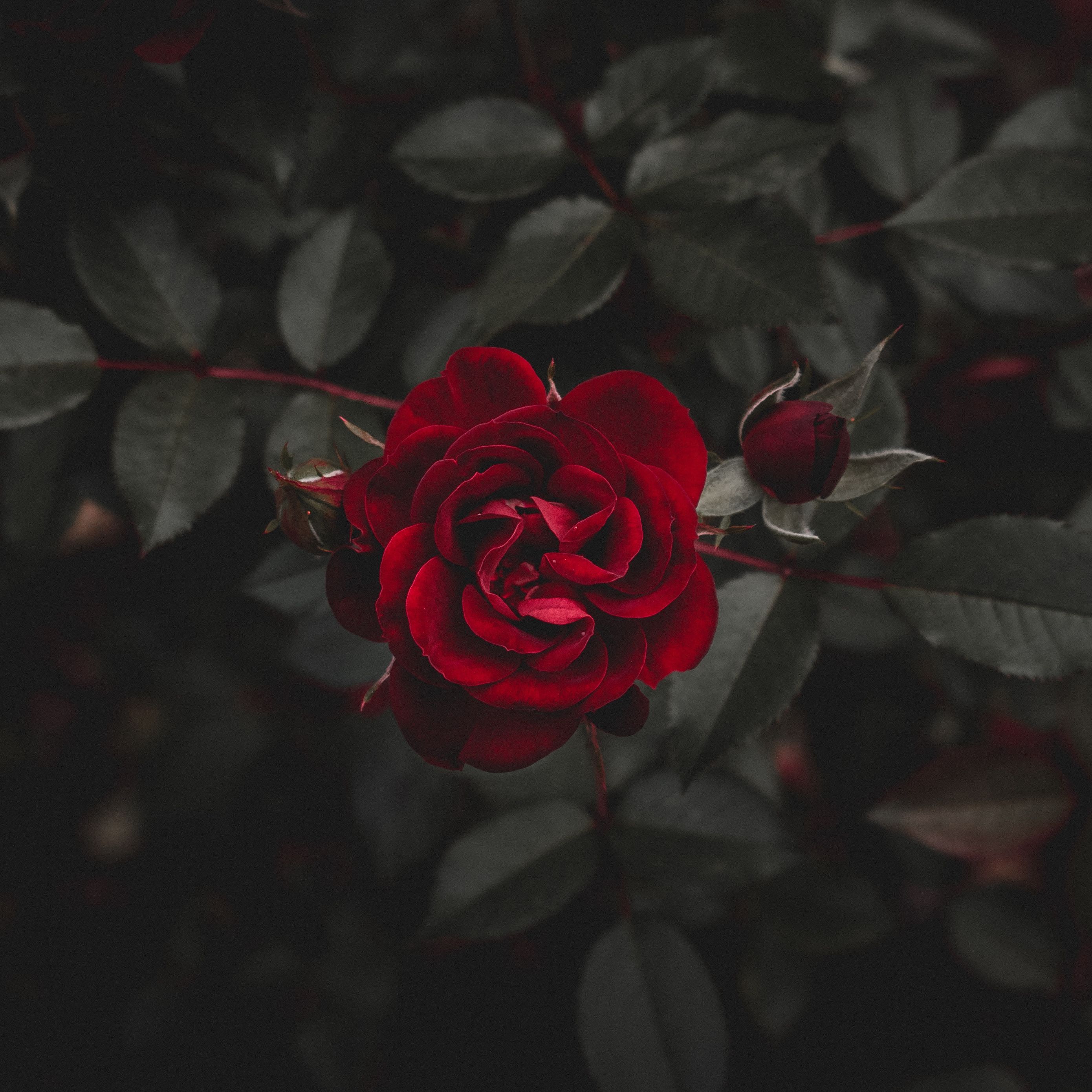 Rosa rossa con foglie scure, 2780x2780 2K+, Laptop