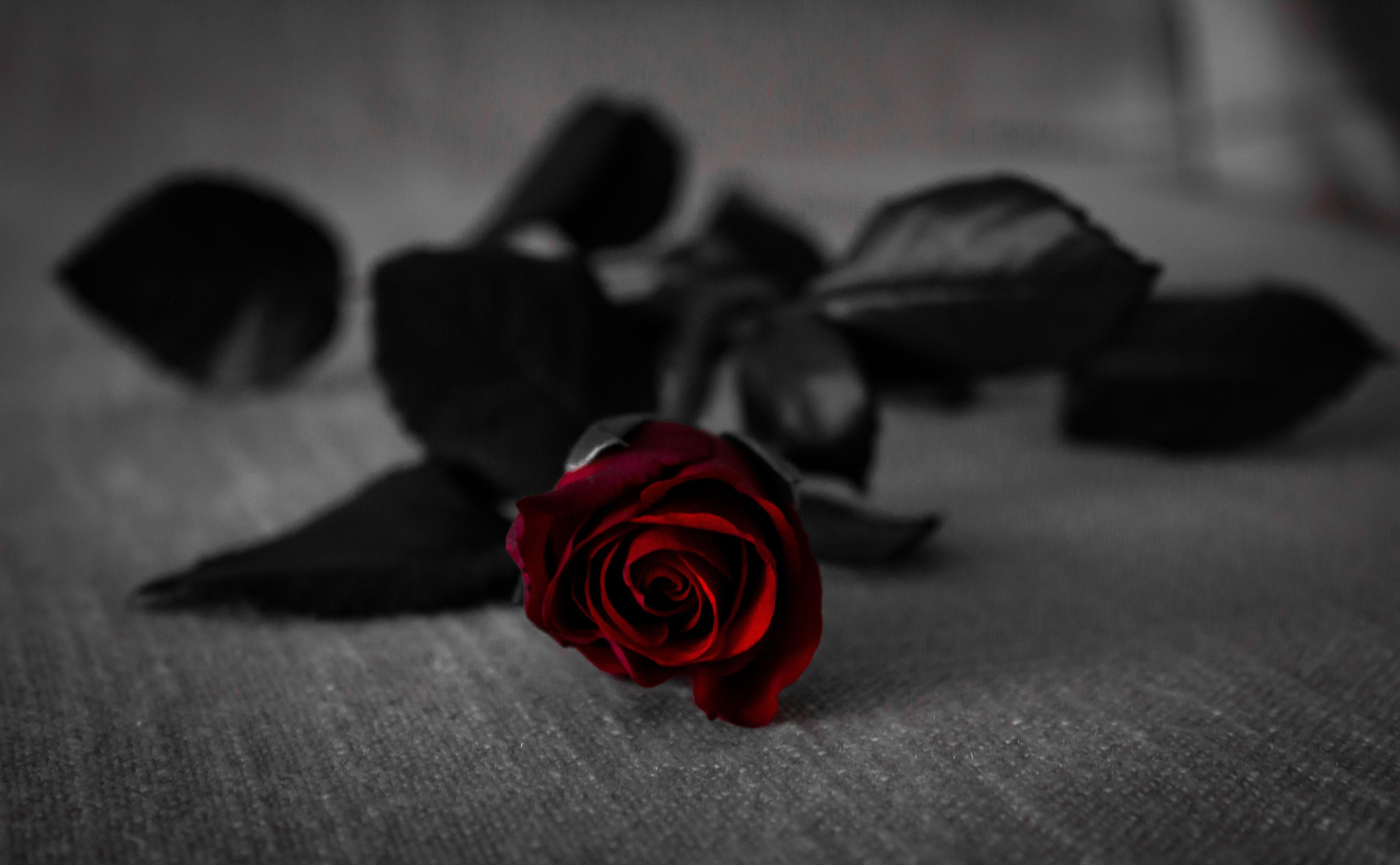 Rosa rossa su fondo grigio scuro, 5183x3201 4K Ultra HD, Monitor 4K