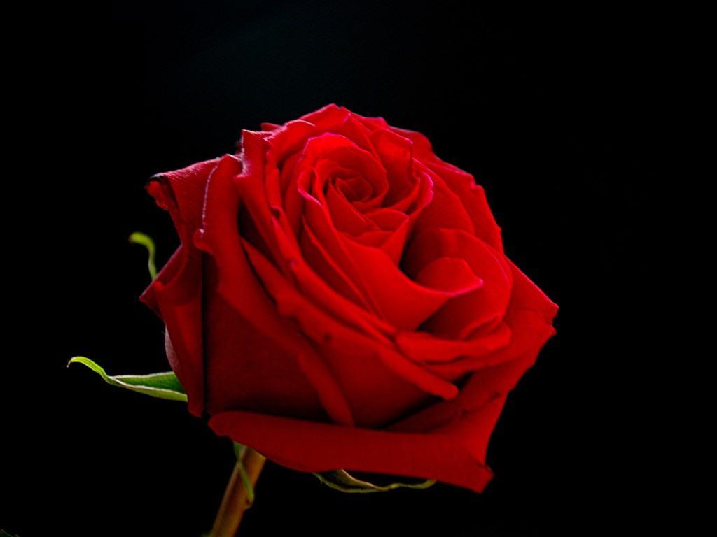 Rosa rossa su sfondo nero, 1024x768 HD, PC