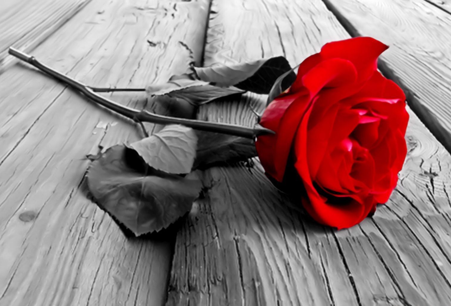 Rosa rossa su legno grigio, 1513x1027 720p, PC
