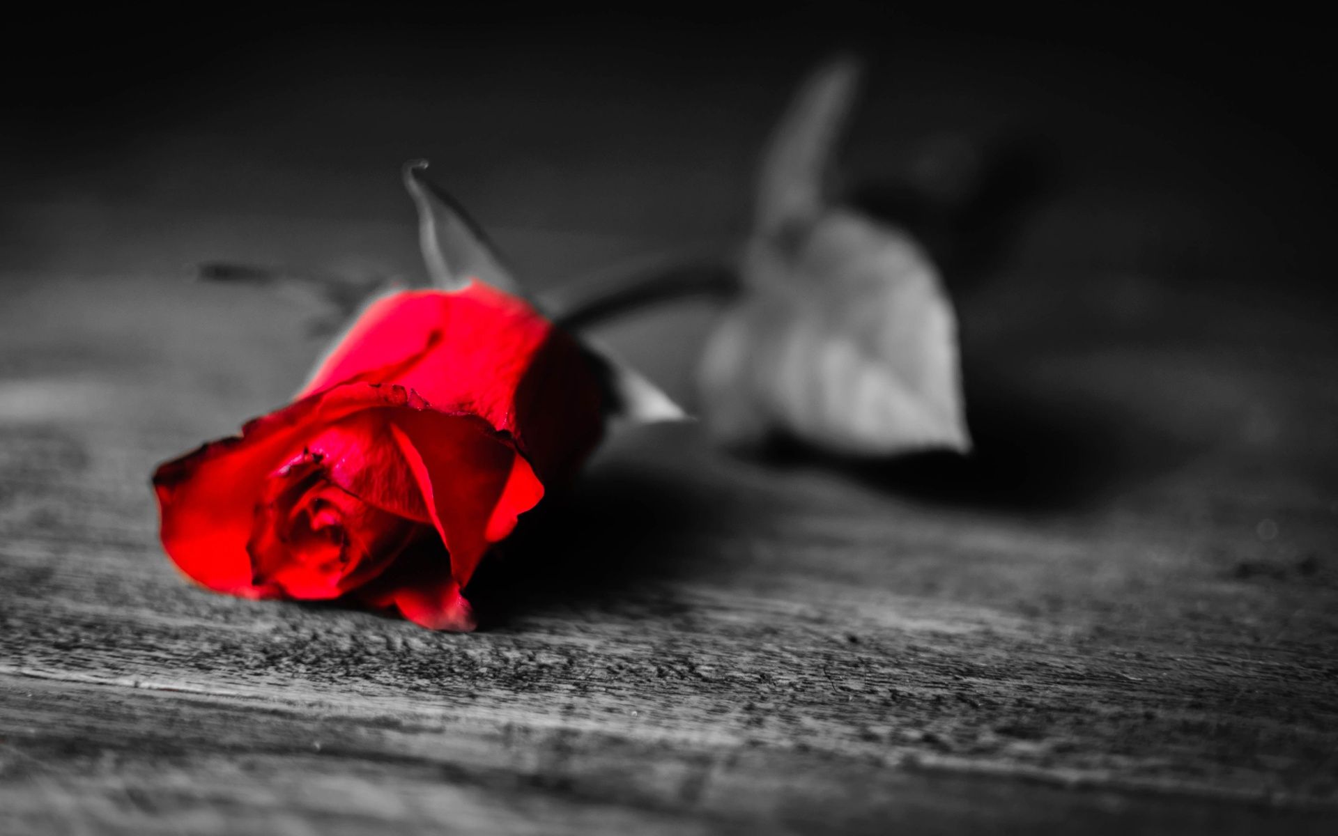 Rosa rossa su legno, 1920x1200 Full HD+, iMac