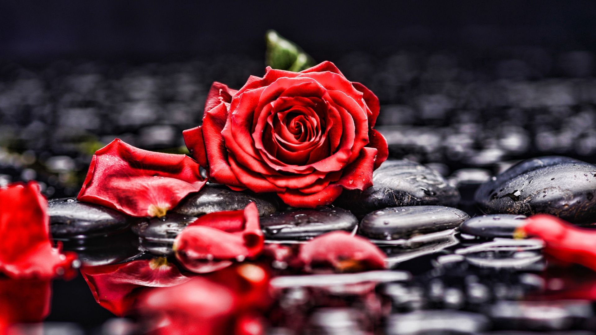 Rosa rossa su pietre nere, 1920x1080 Full HD 1080p, Desktop