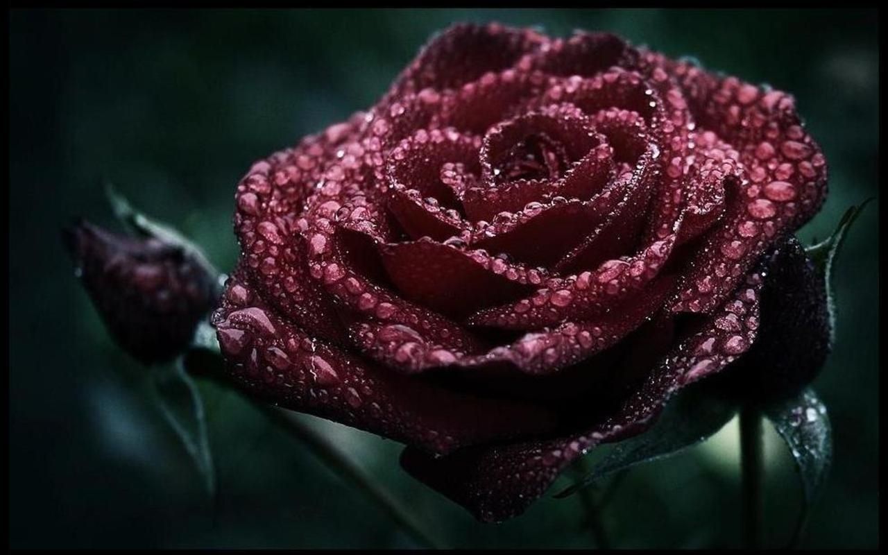 Rosa rossa scura con gocce, 1280x800 HD, Desktop